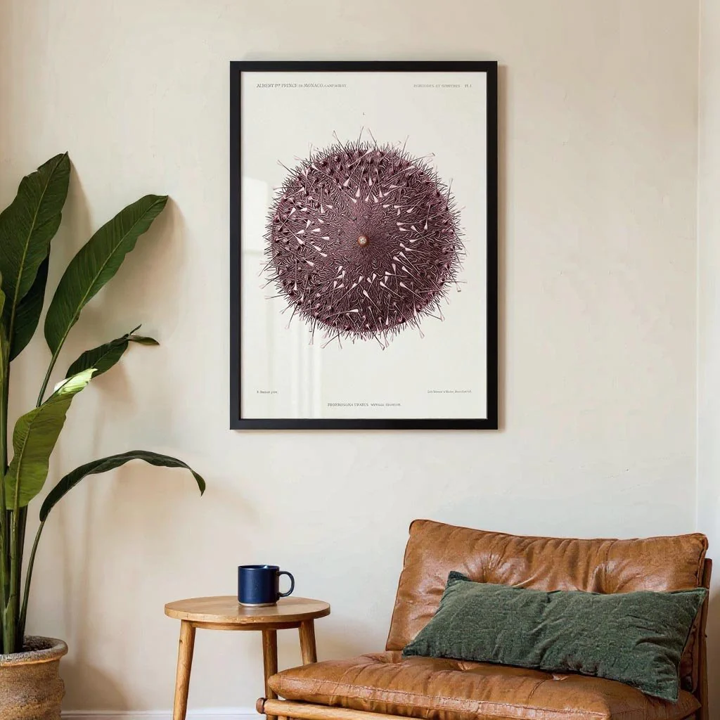 Sea Urchin - Image 3