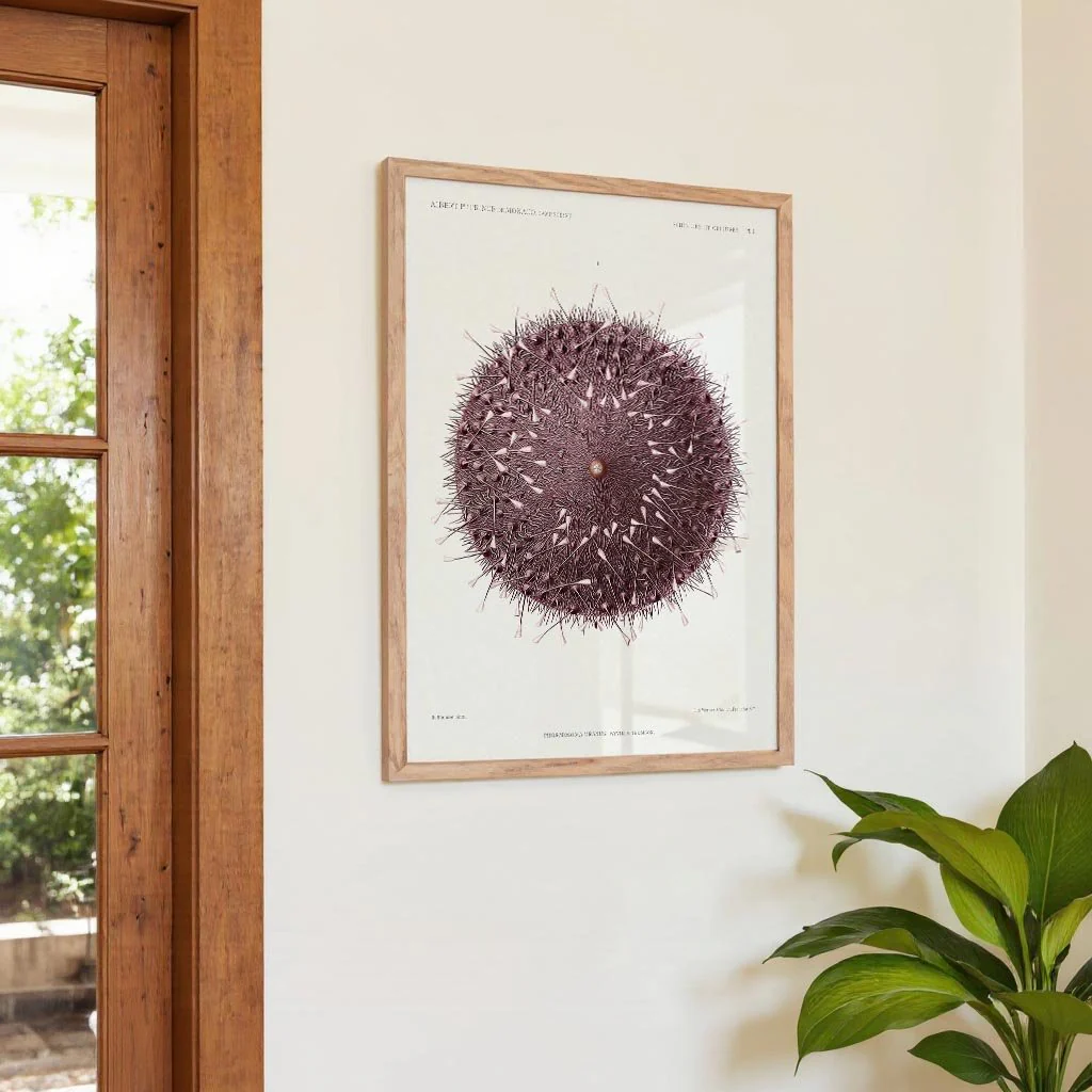 Sea Urchin - Image 4