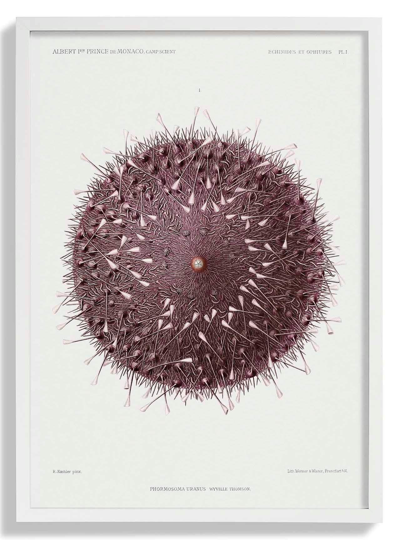 Sea Urchin - Image 5