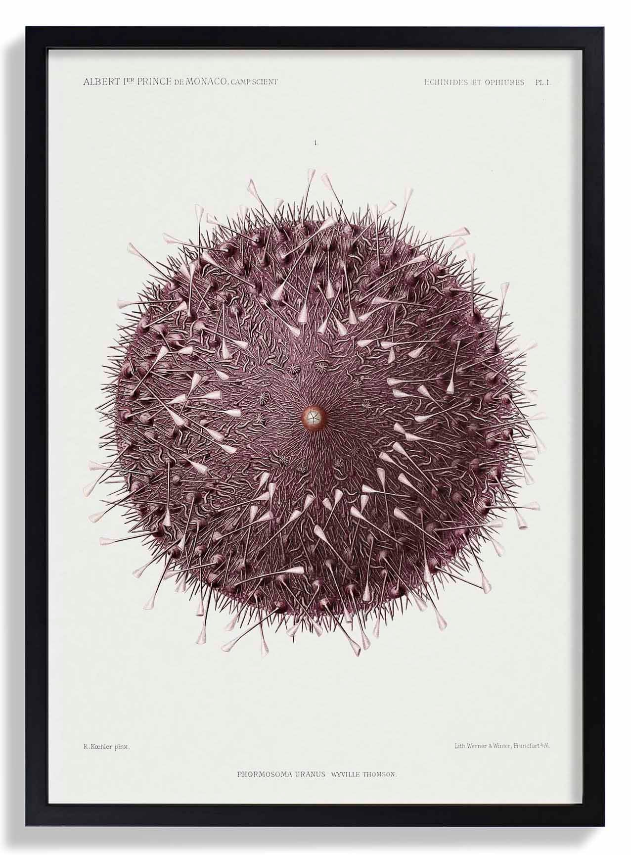 Sea Urchin - Image 6