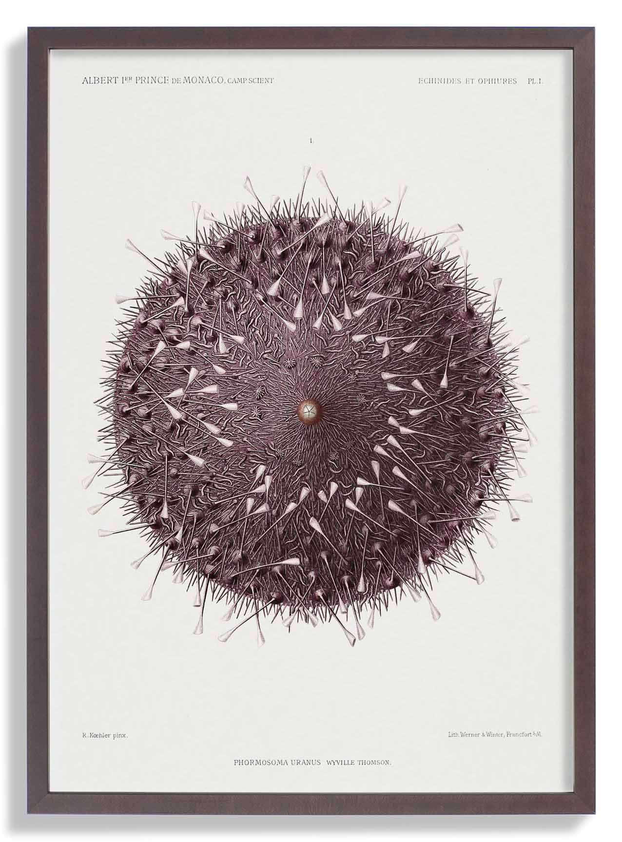 Sea Urchin - Image 7