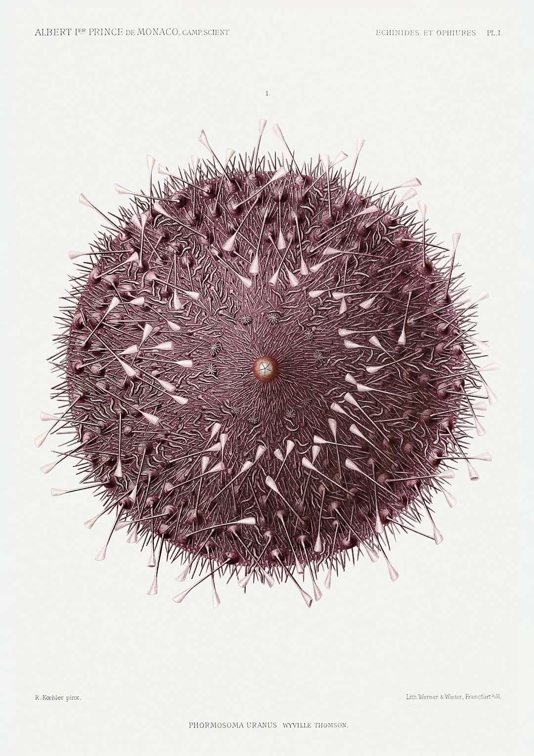 Sea Urchin - Image 8