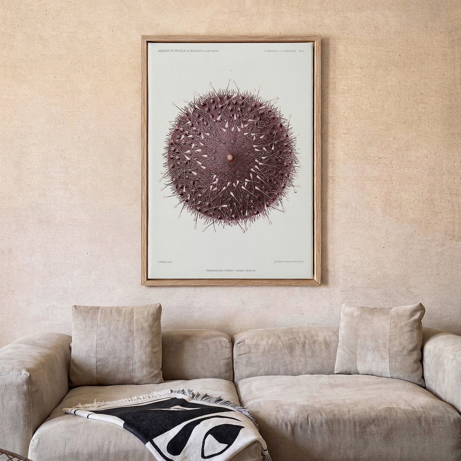 Sea Urchin - Image 2