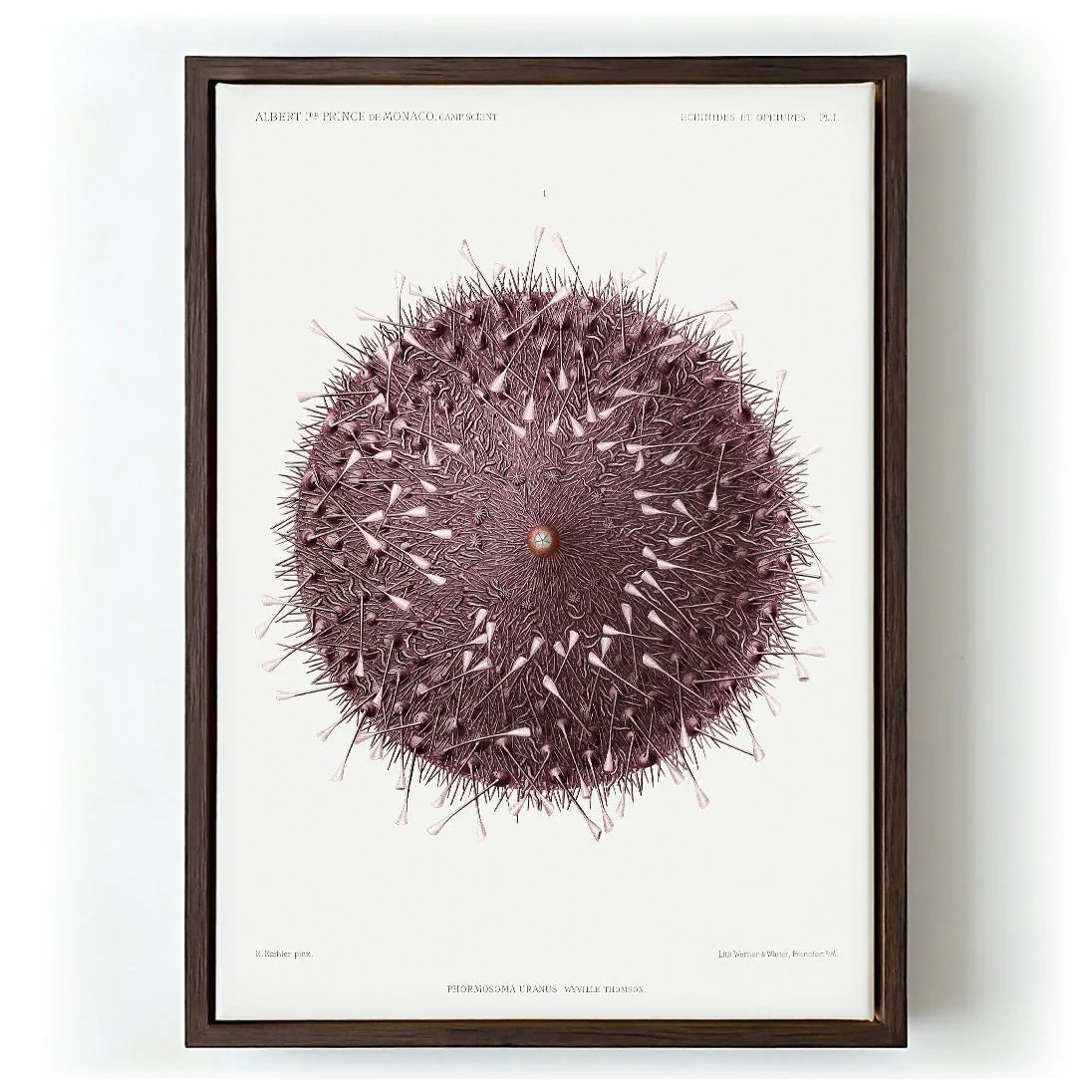 Sea Urchin - Image 5