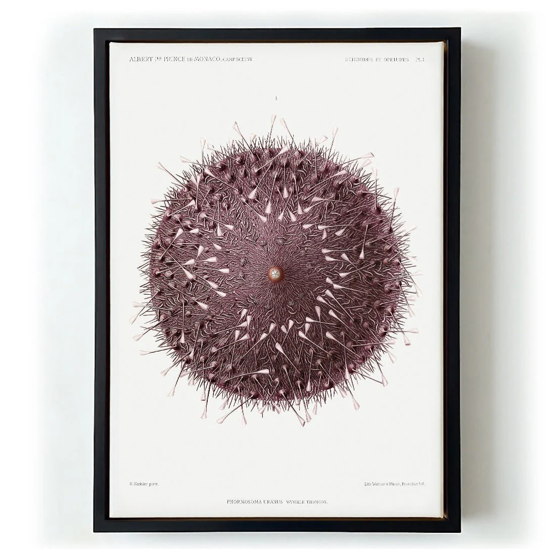 Sea Urchin - Image 6