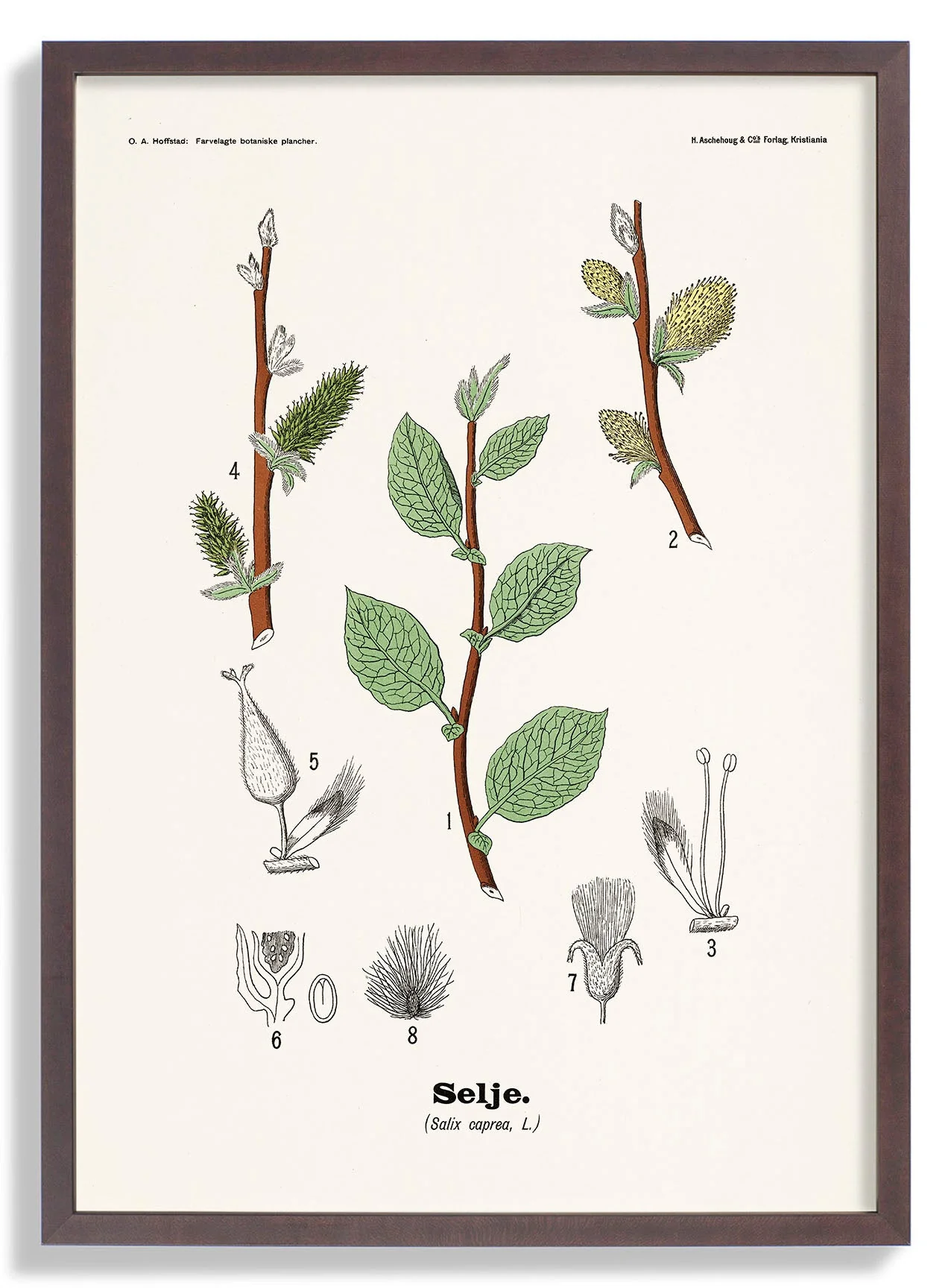 Selje - Salix caprea L. by Olaf Alfred Hoffstad - Image 6