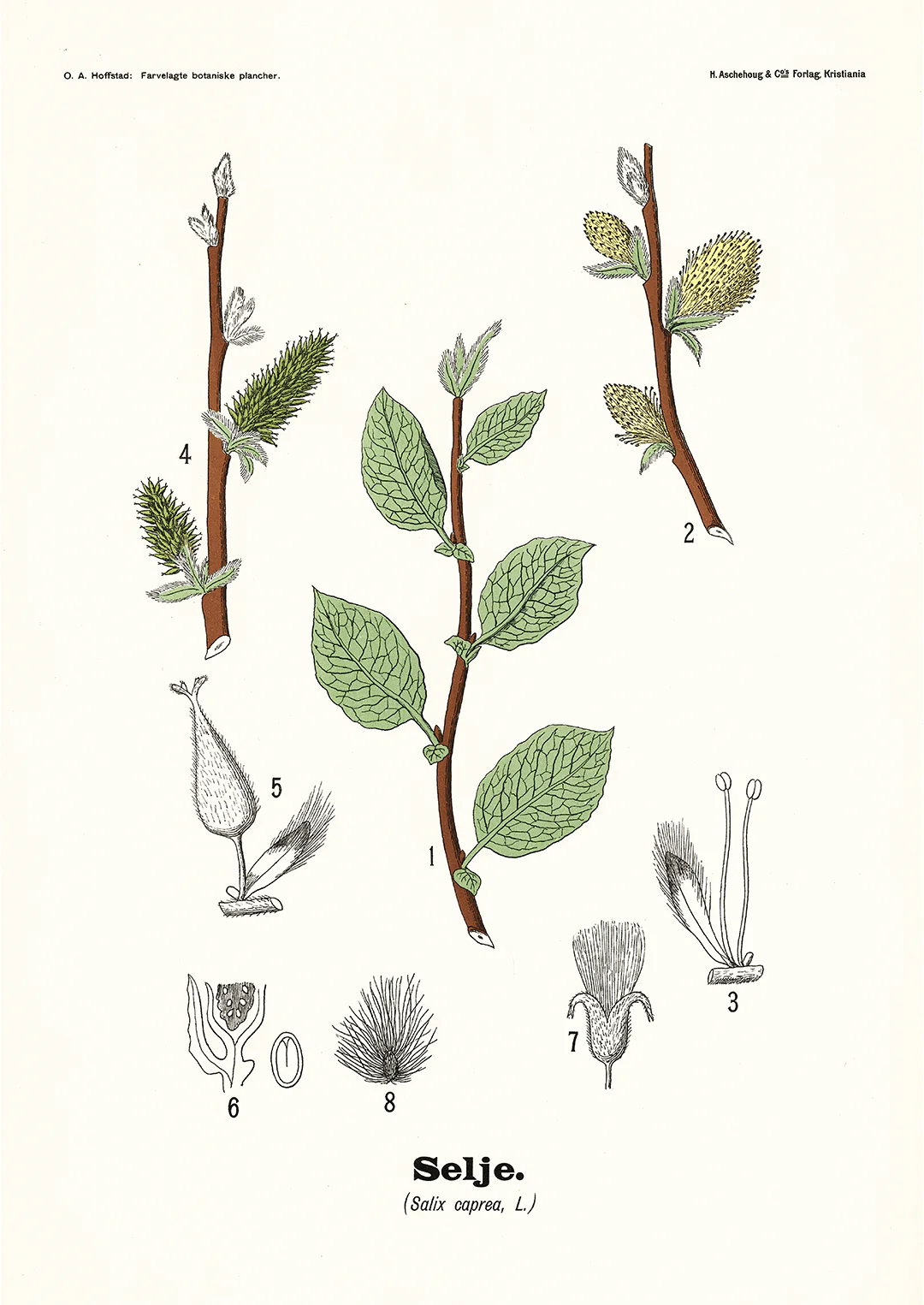 Selje - Salix caprea L. by Olaf Alfred Hoffstad - Image 8
