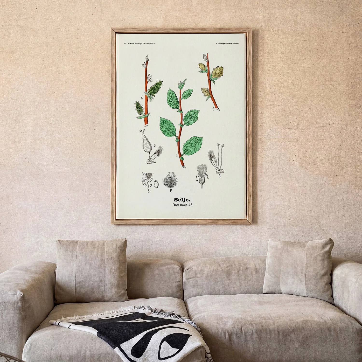 Selje - Salix caprea L. by Olaf Alfred Hoffstad - Image 2