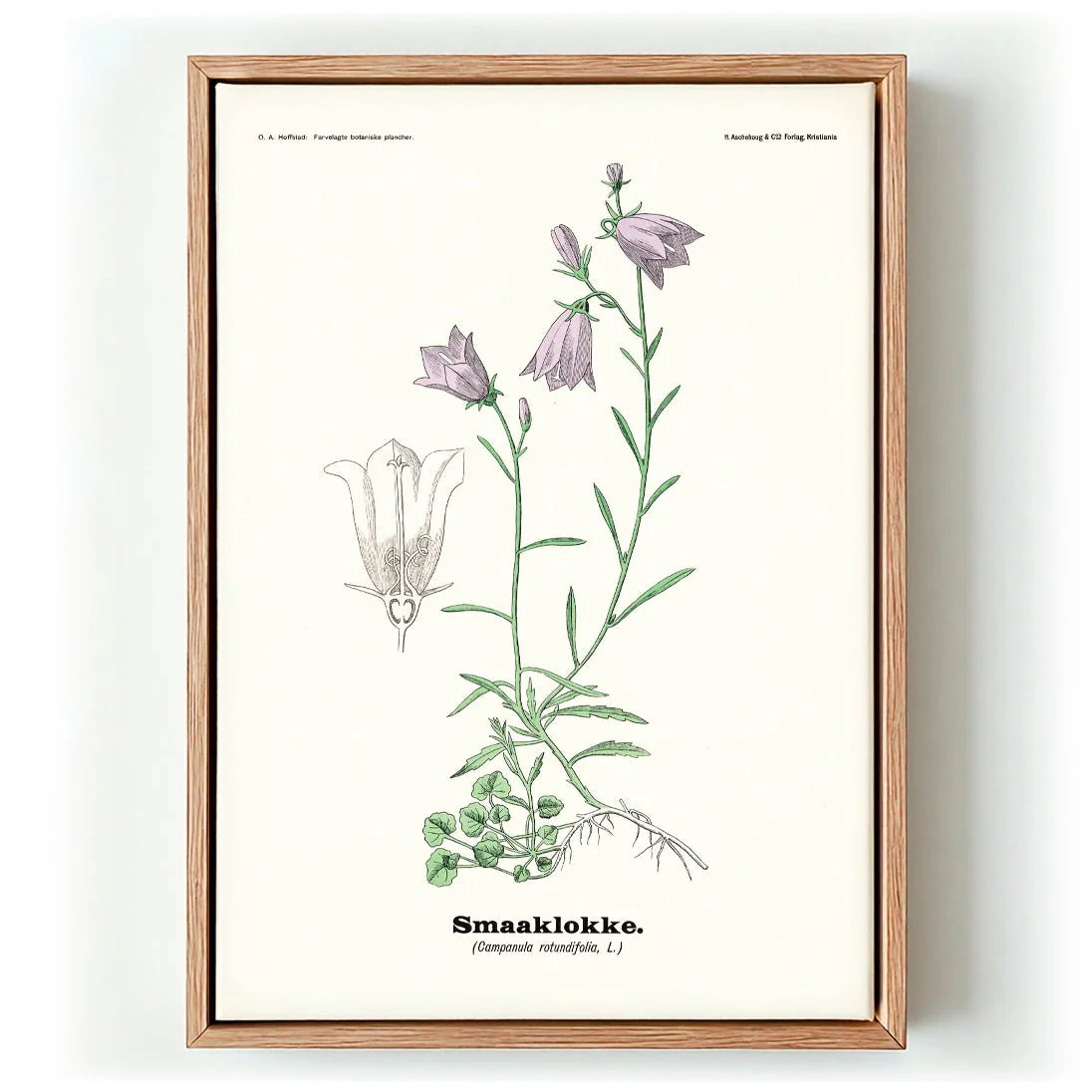 Smaaklokke - Campanula rotundifolia L by Olaf Alfred Hoffstad