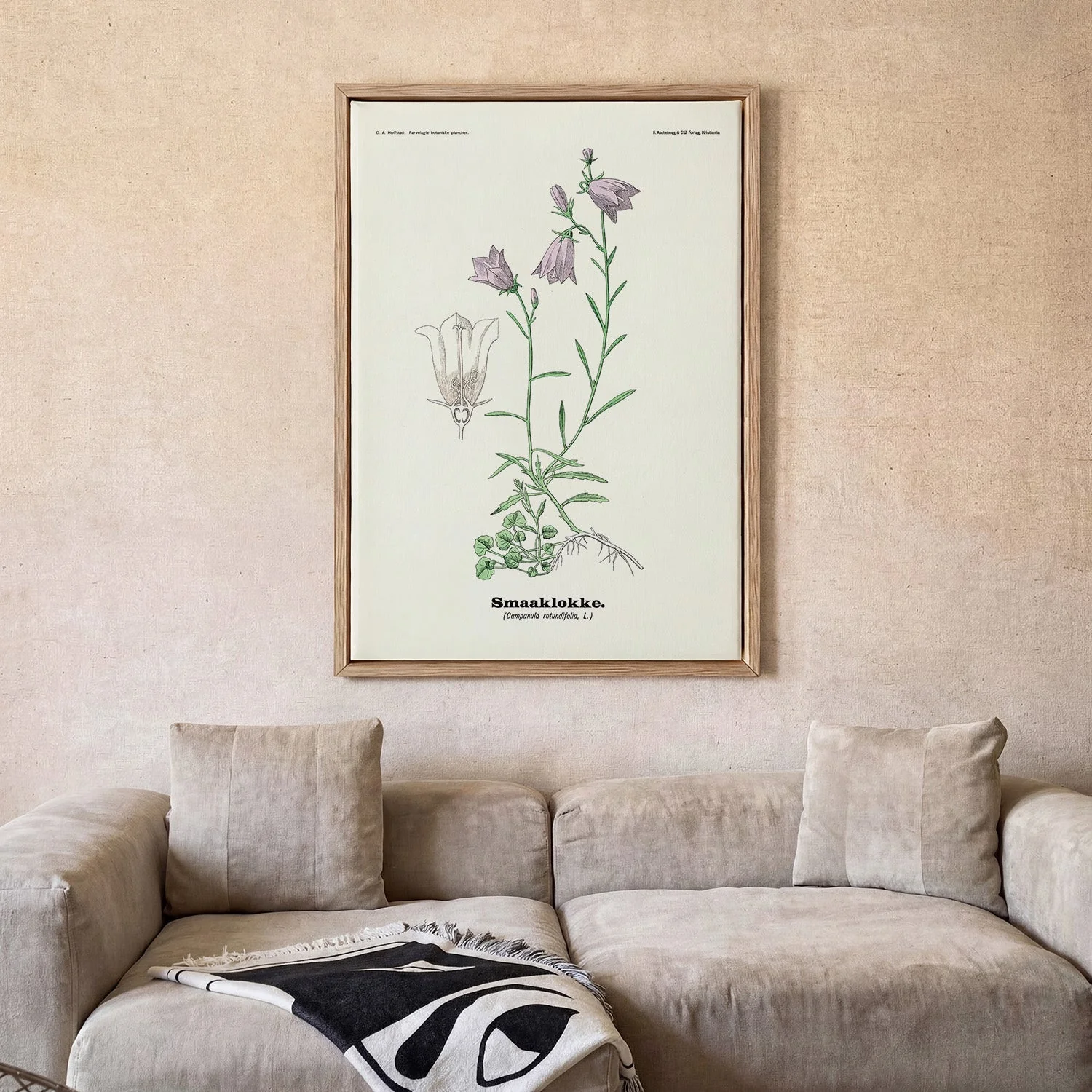 Smaaklokke - Campanula rotundifolia L by Olaf Alfred Hoffstad - Image 2