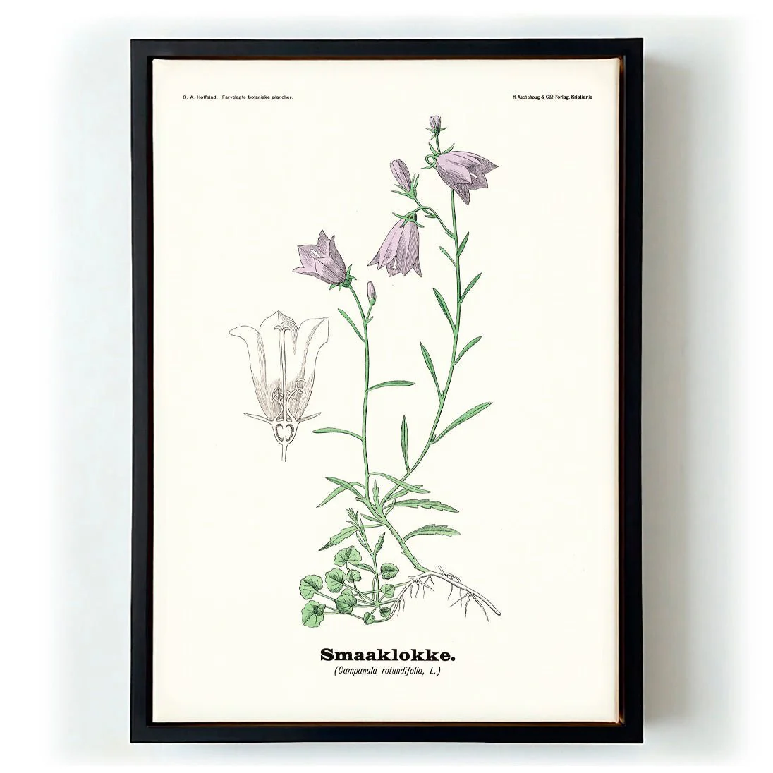 Smaaklokke - Campanula rotundifolia L by Olaf Alfred Hoffstad - Image 5