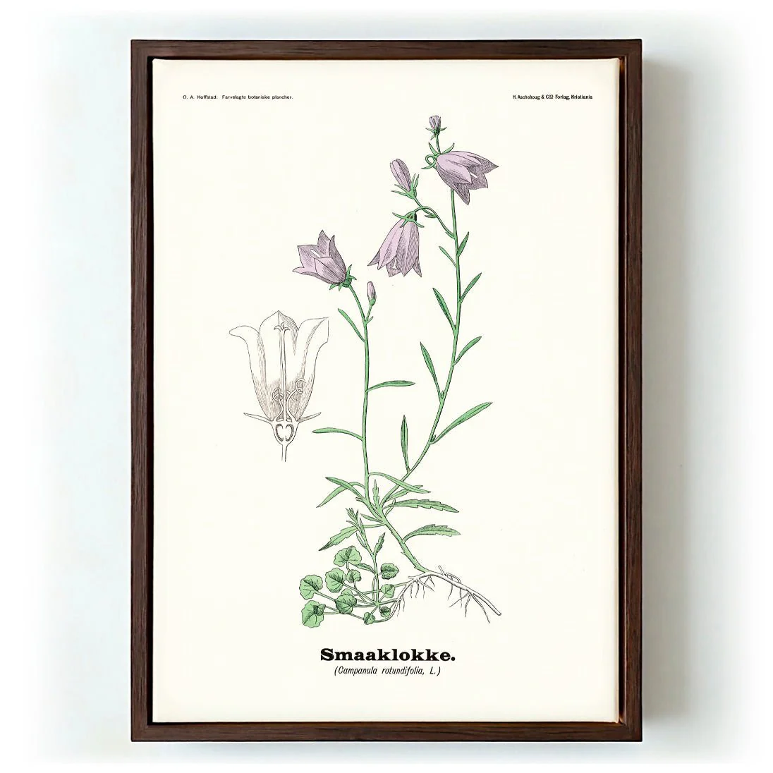 Smaaklokke - Campanula rotundifolia L by Olaf Alfred Hoffstad - Image 6
