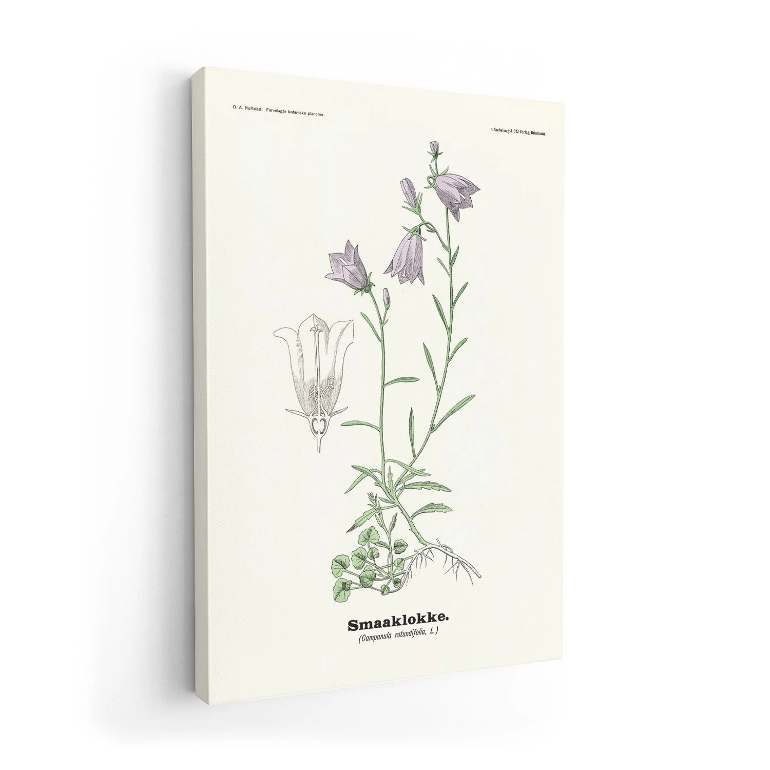 Smaaklokke - Campanula rotundifolia L by Olaf Alfred Hoffstad - Image 7