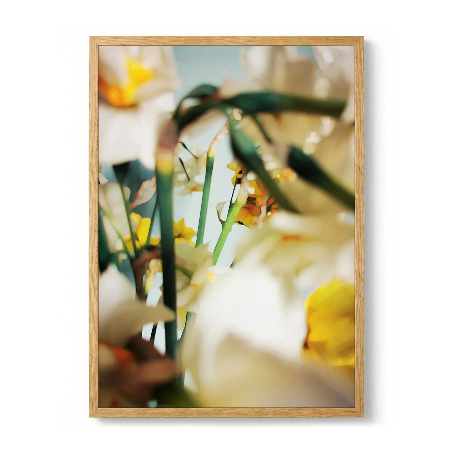 Soft Yellow Daffodils by Angelo Cerantola