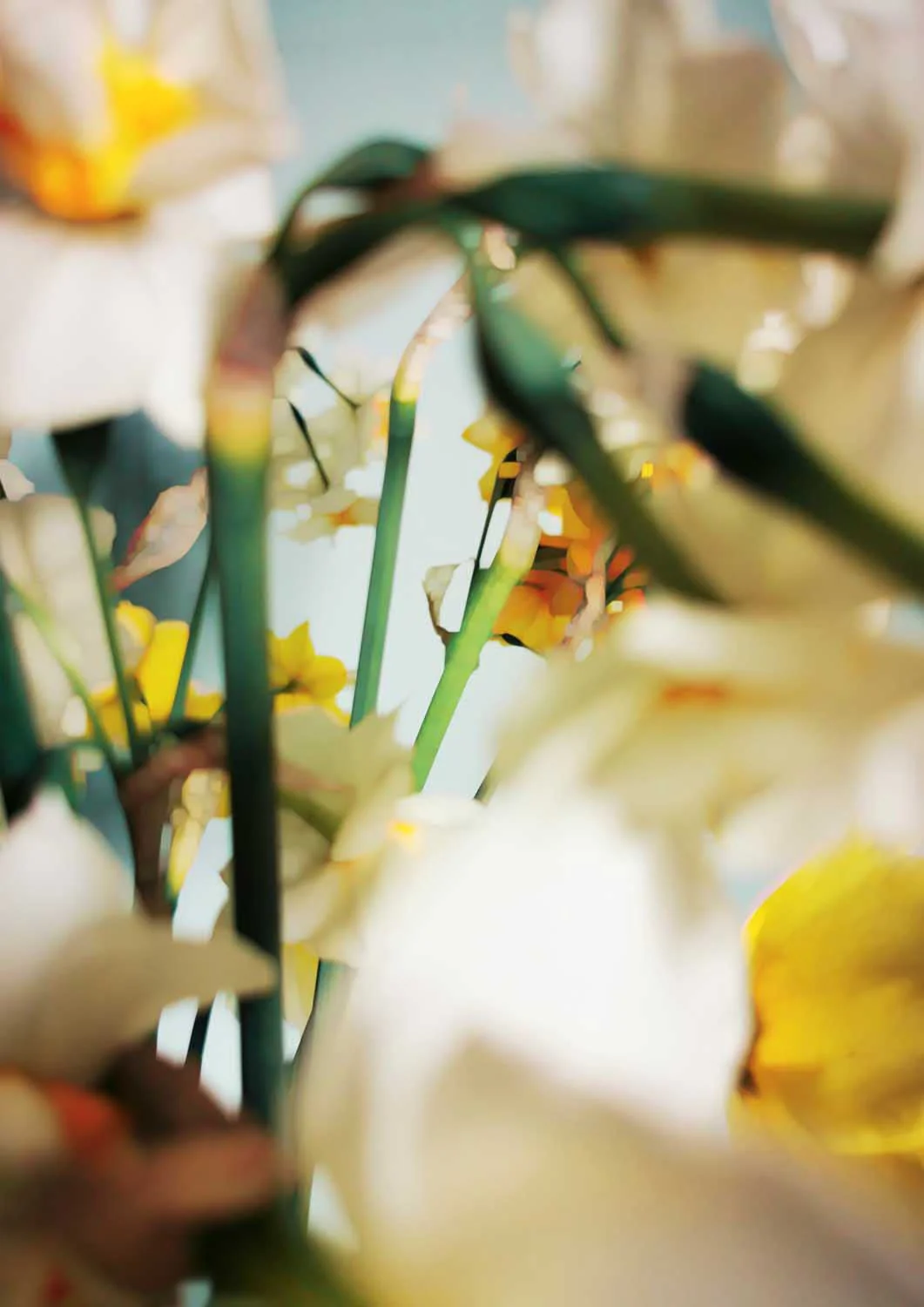 Soft Yellow Daffodils by Angelo Cerantola - Image 7