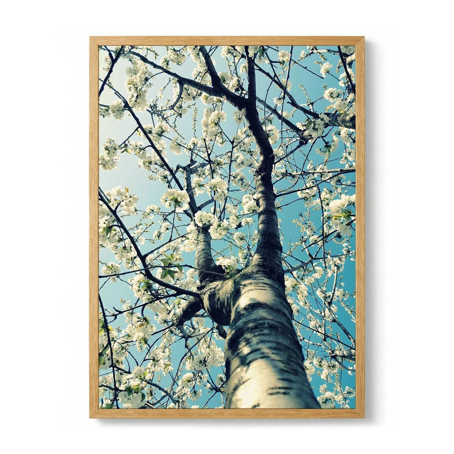 Spring Tree Blossoms by Angelo Cerantola