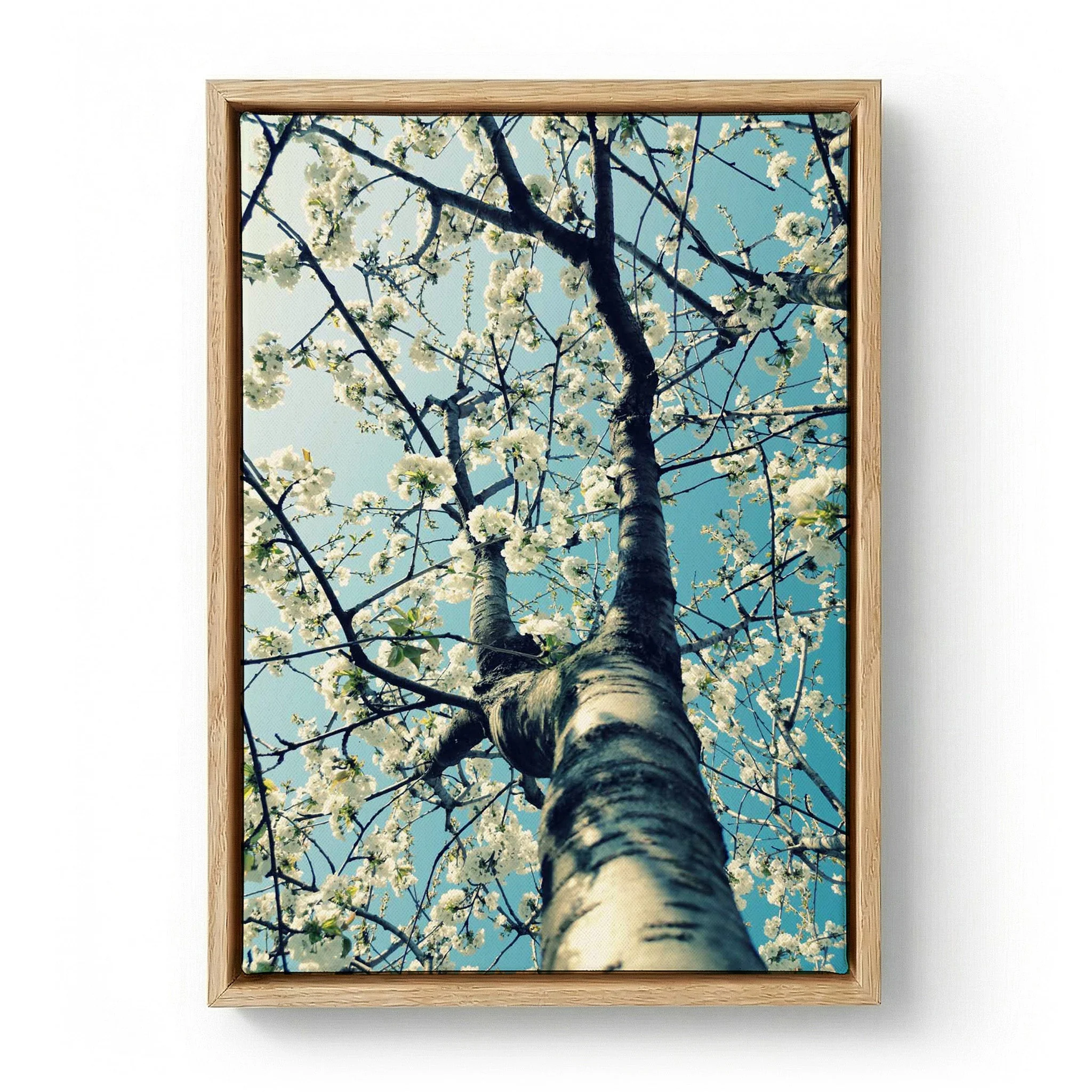 Spring Tree Blossoms by Angelo Cerantola