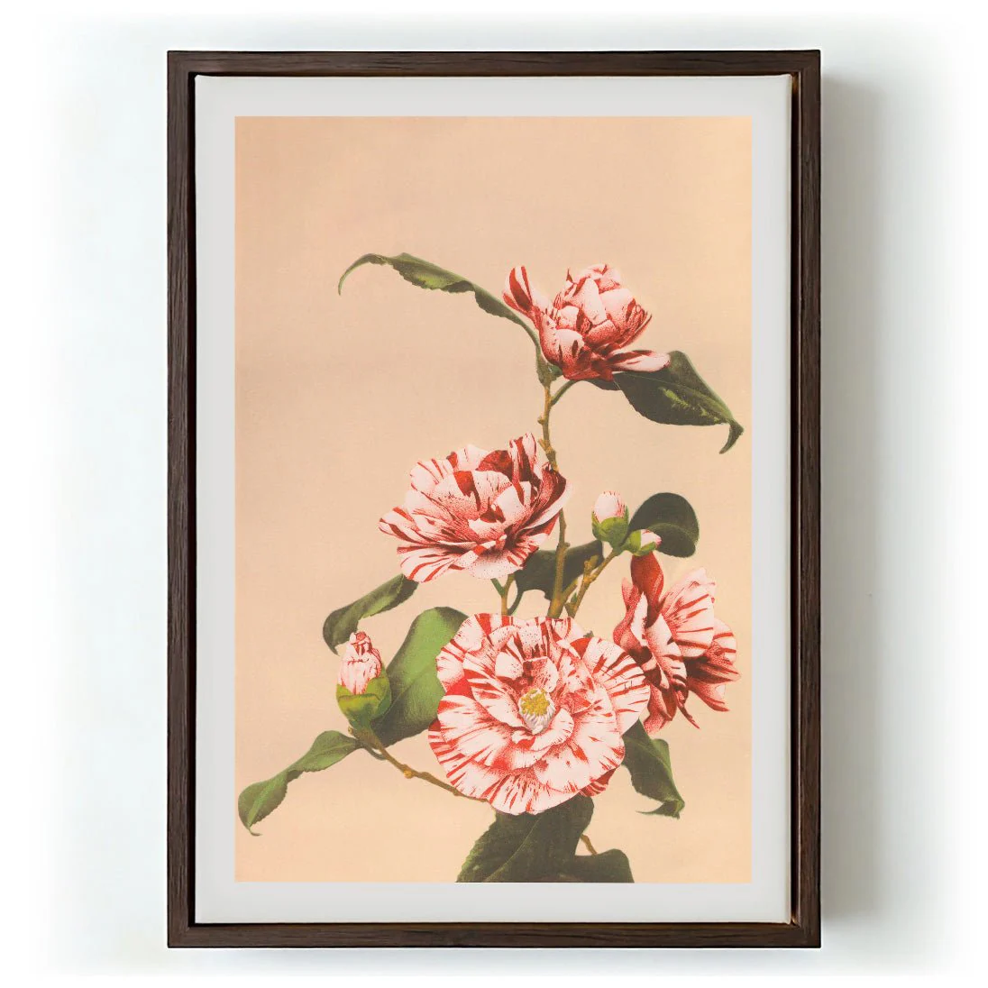 Striped Camellias by Ogawa Kazumasa - Image 5