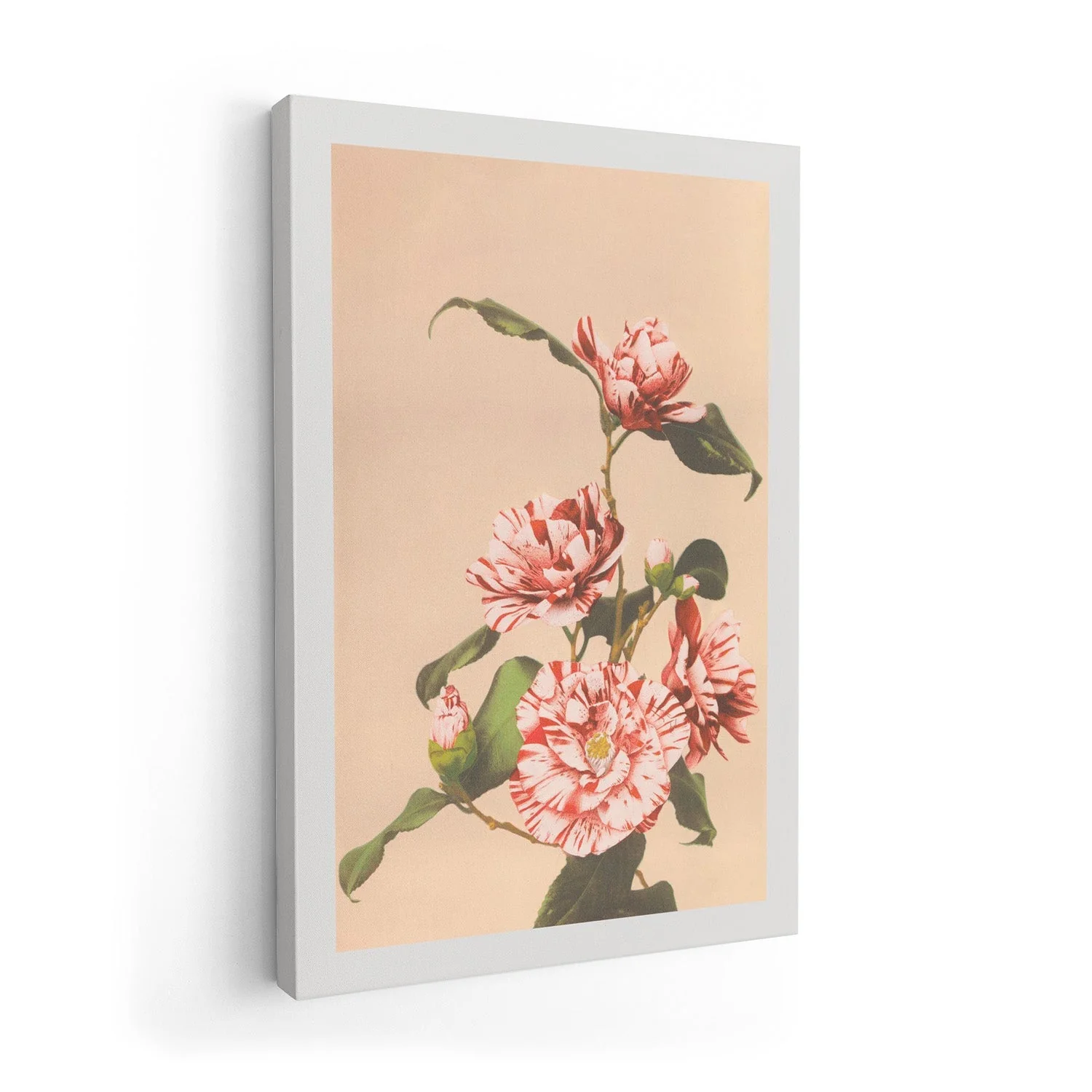 Striped Camellias by Ogawa Kazumasa - Image 7