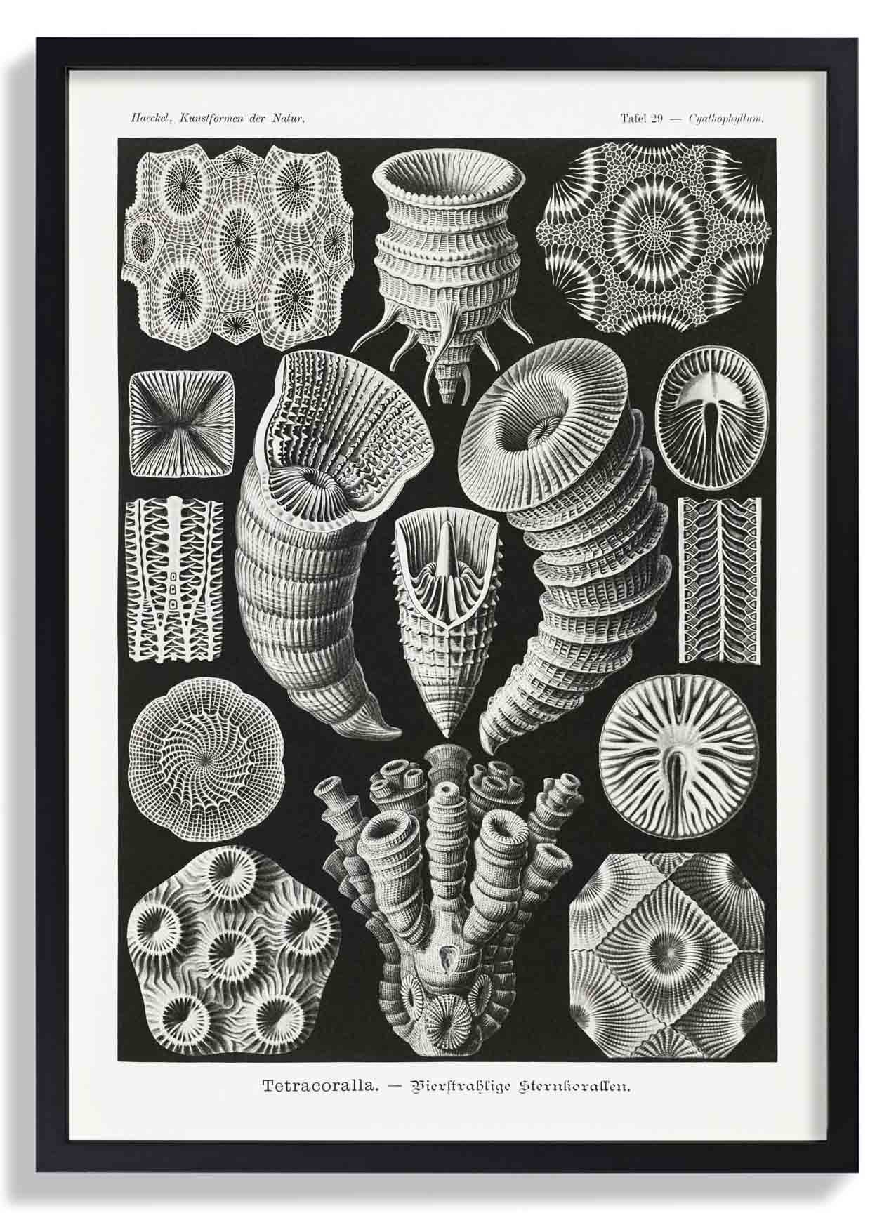 Tetracoralla by Ernst Haeckel - Image 6