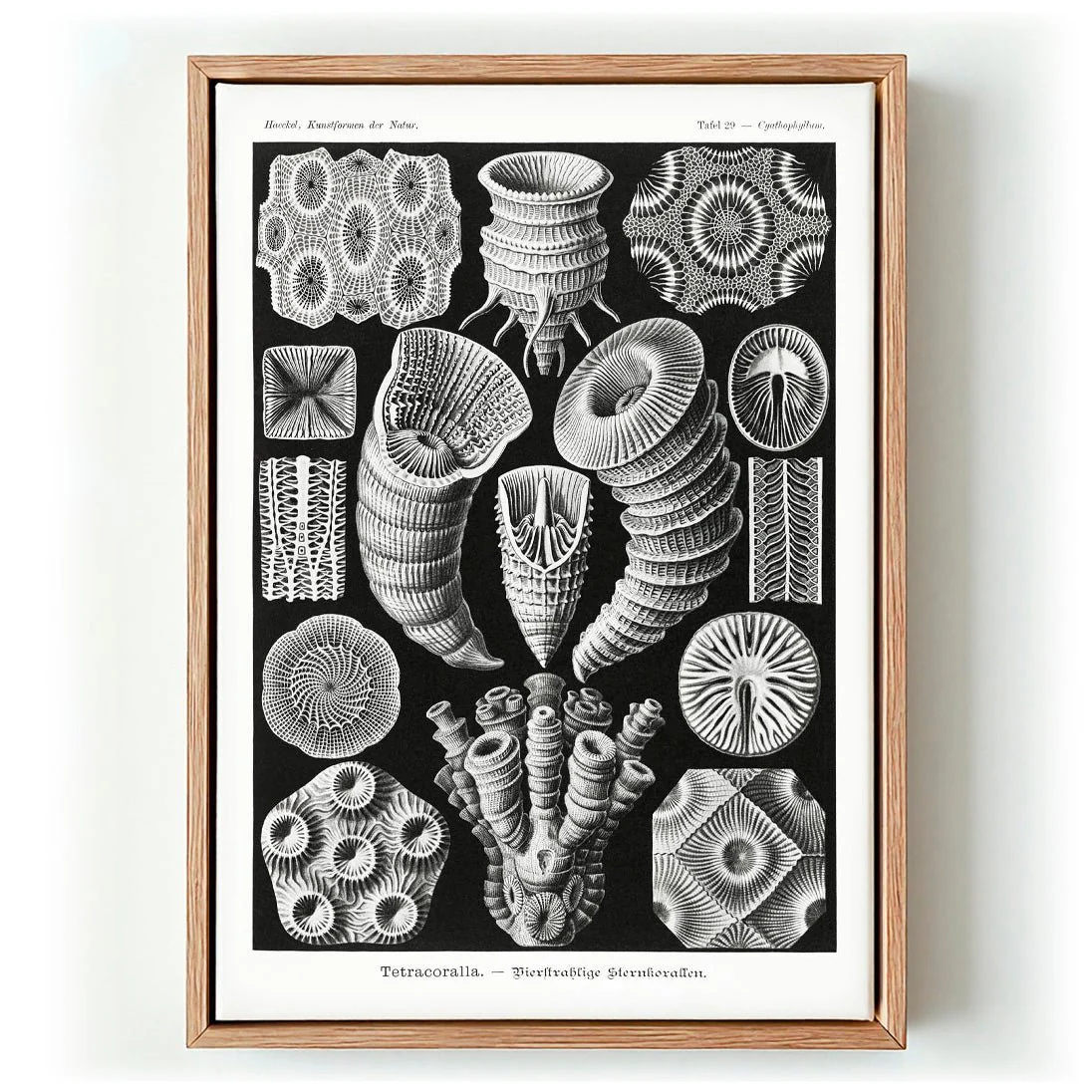 Tetracoralla by Ernst Haeckel