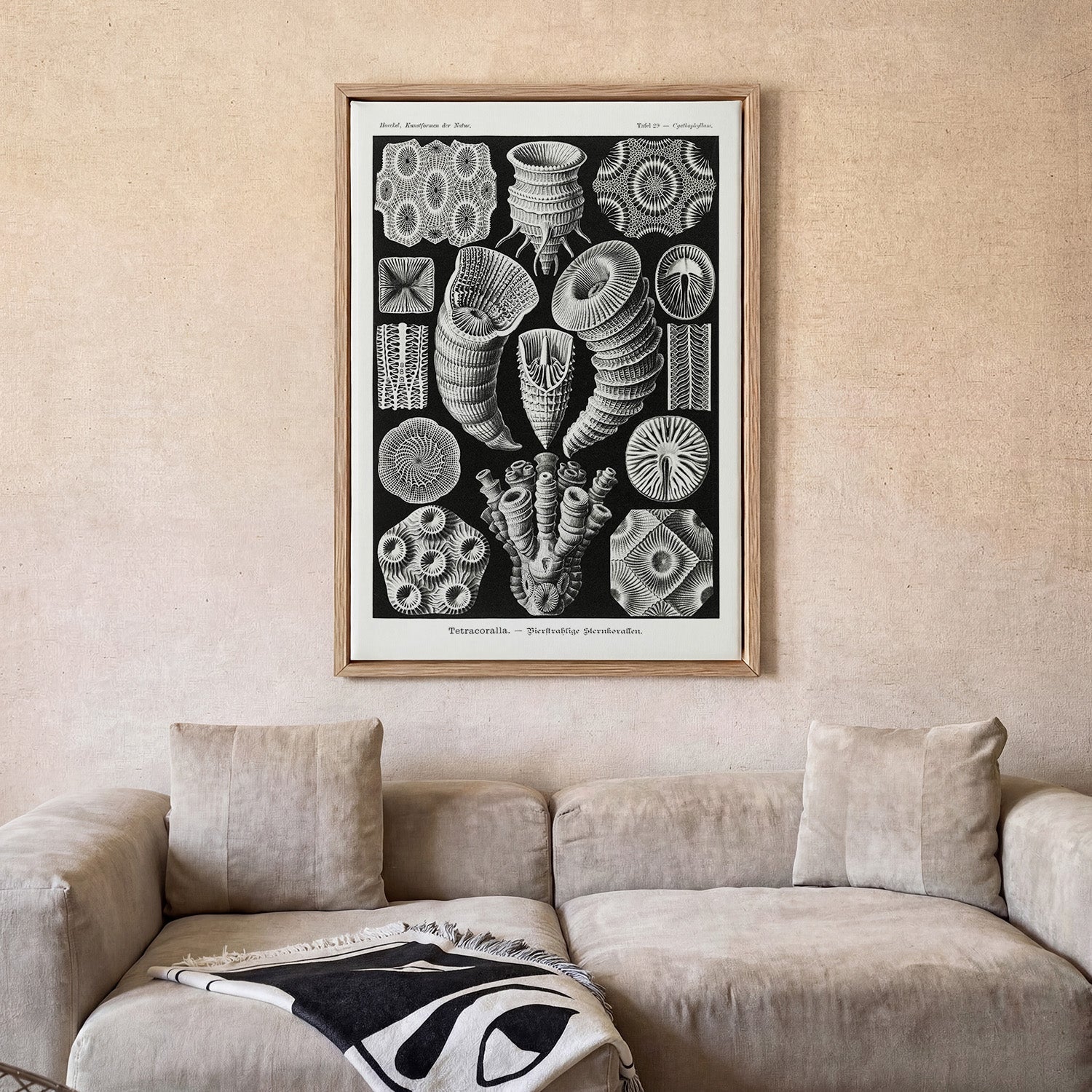 Tetracoralla by Ernst Haeckel - Image 2