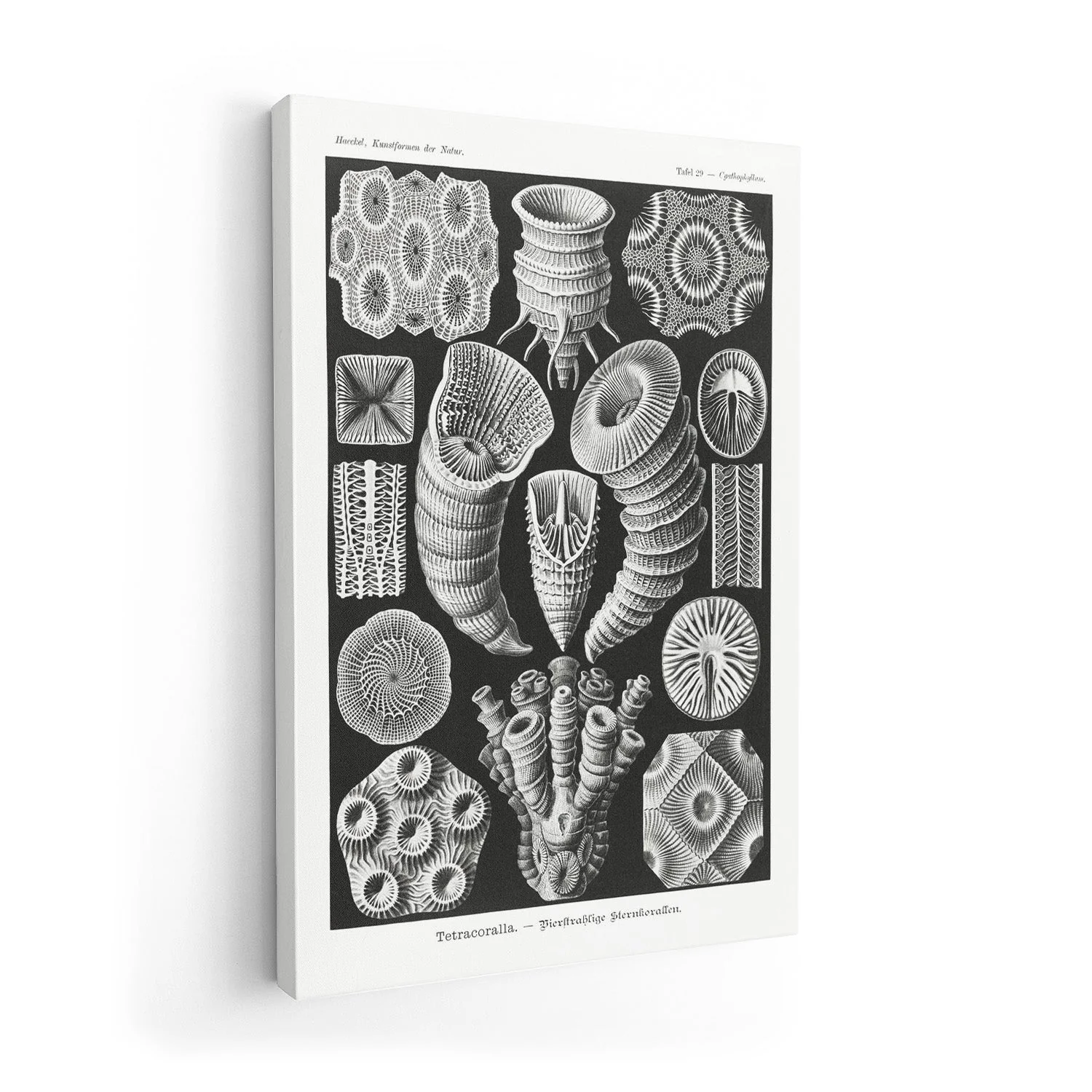 Tetracoralla by Ernst Haeckel - Image 7