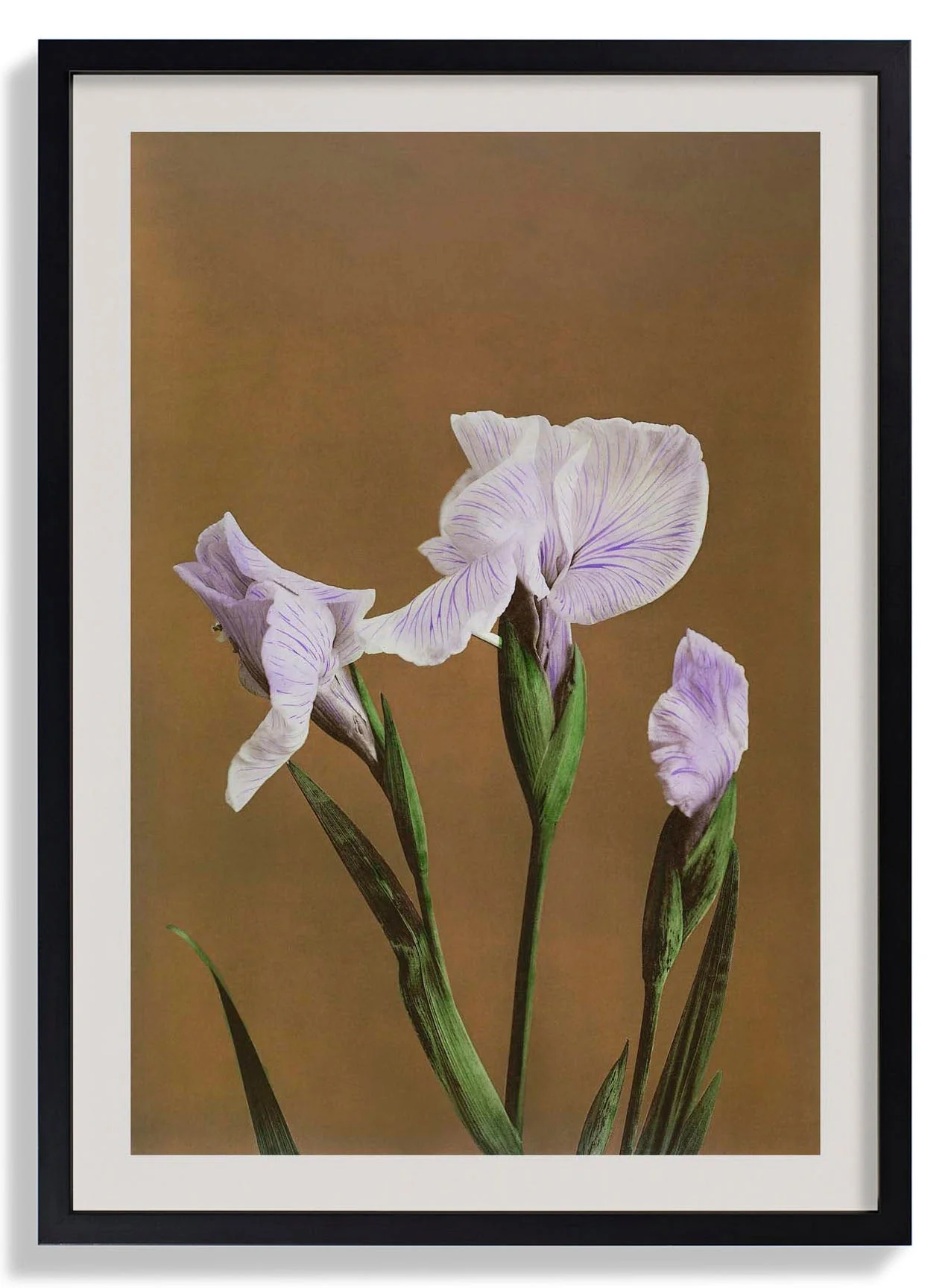 Three Iris Kæmpferi by Ogawa Kazumasa - Image 5