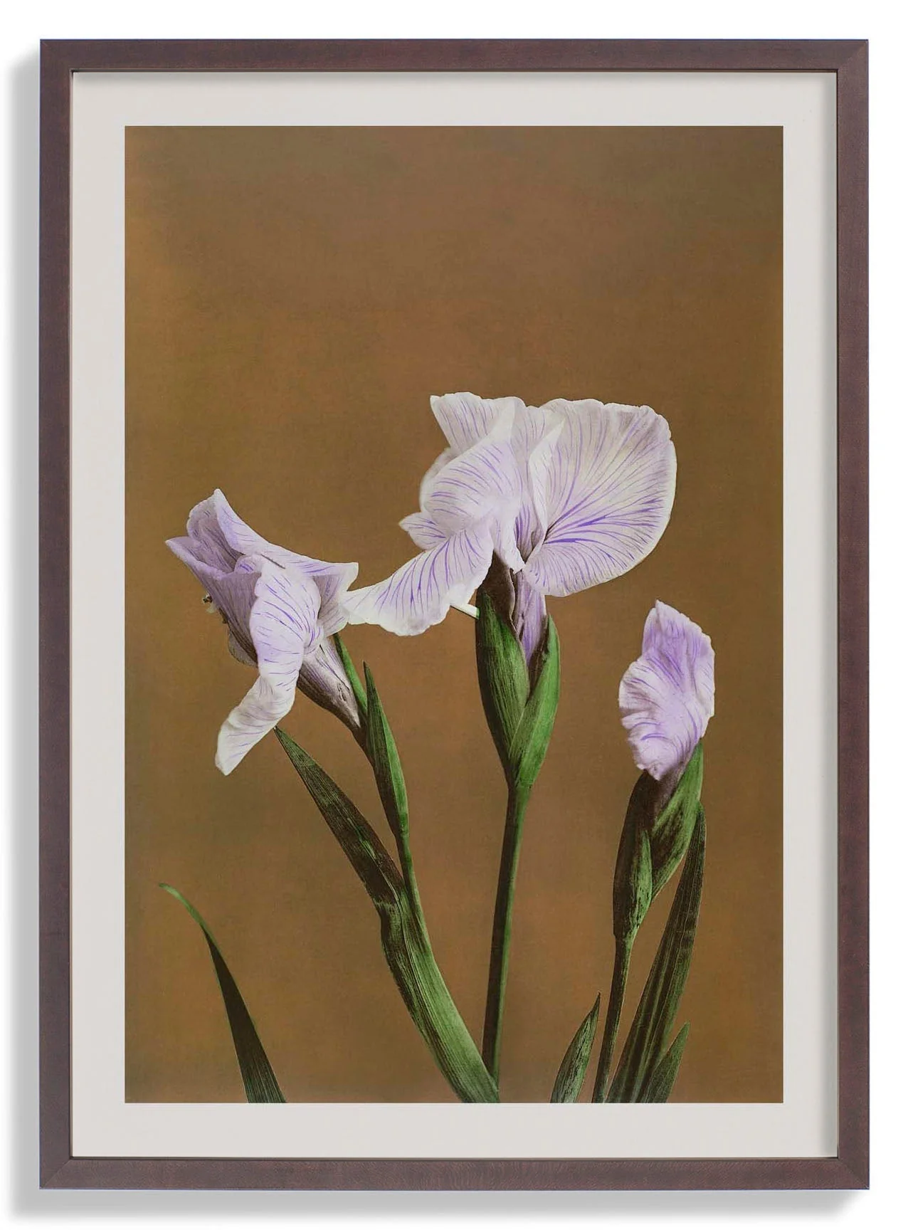 Three Iris Kæmpferi by Ogawa Kazumasa - Image 6