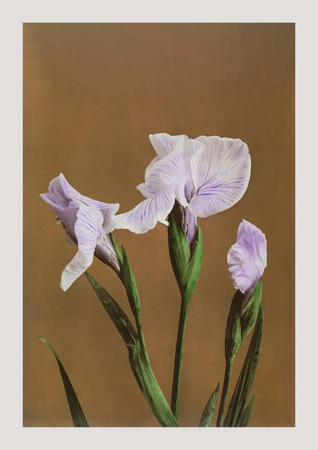 Three Iris Kæmpferi by Ogawa Kazumasa - Image 7