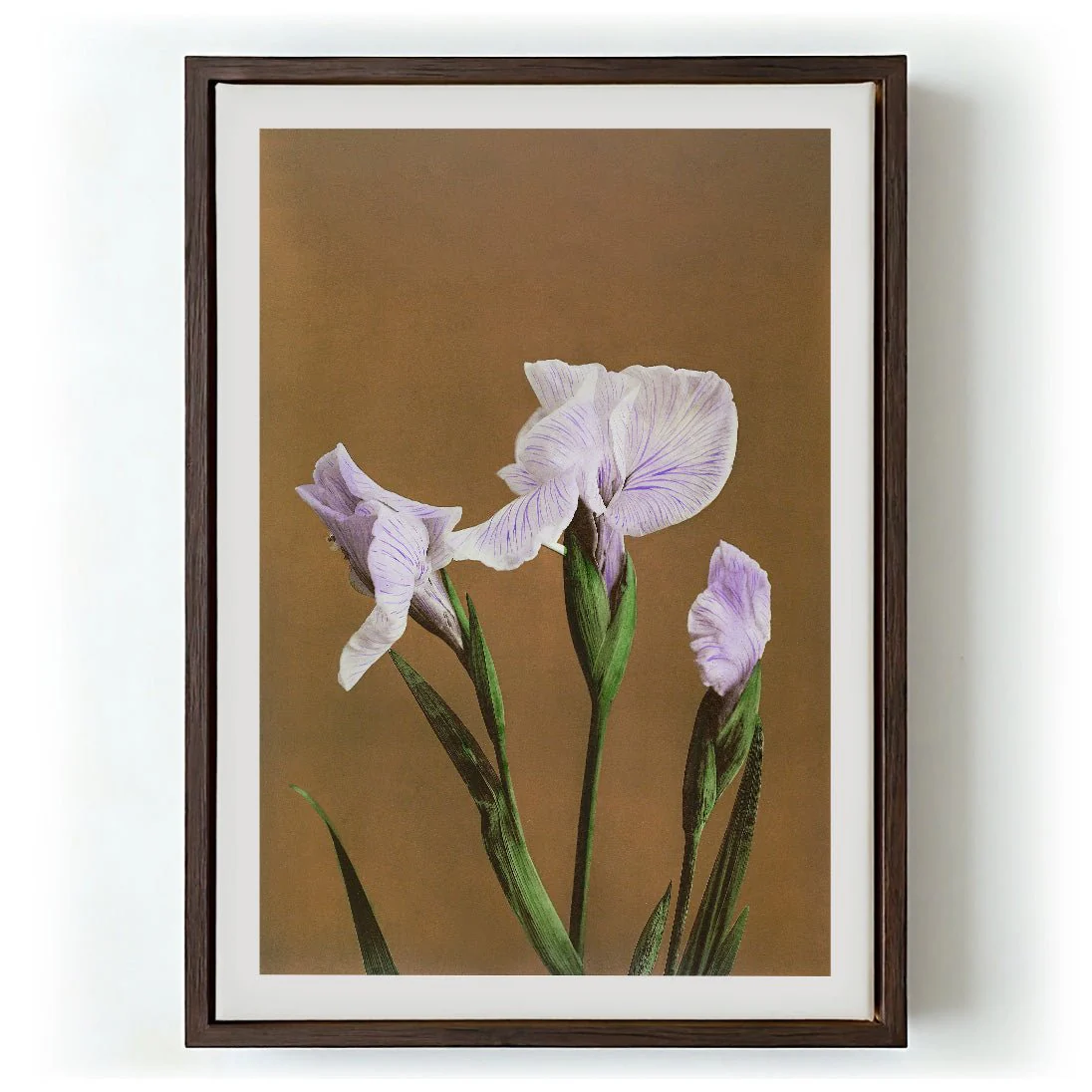 Three Iris Kæmpferi by Ogawa Kazumasa - Image 5