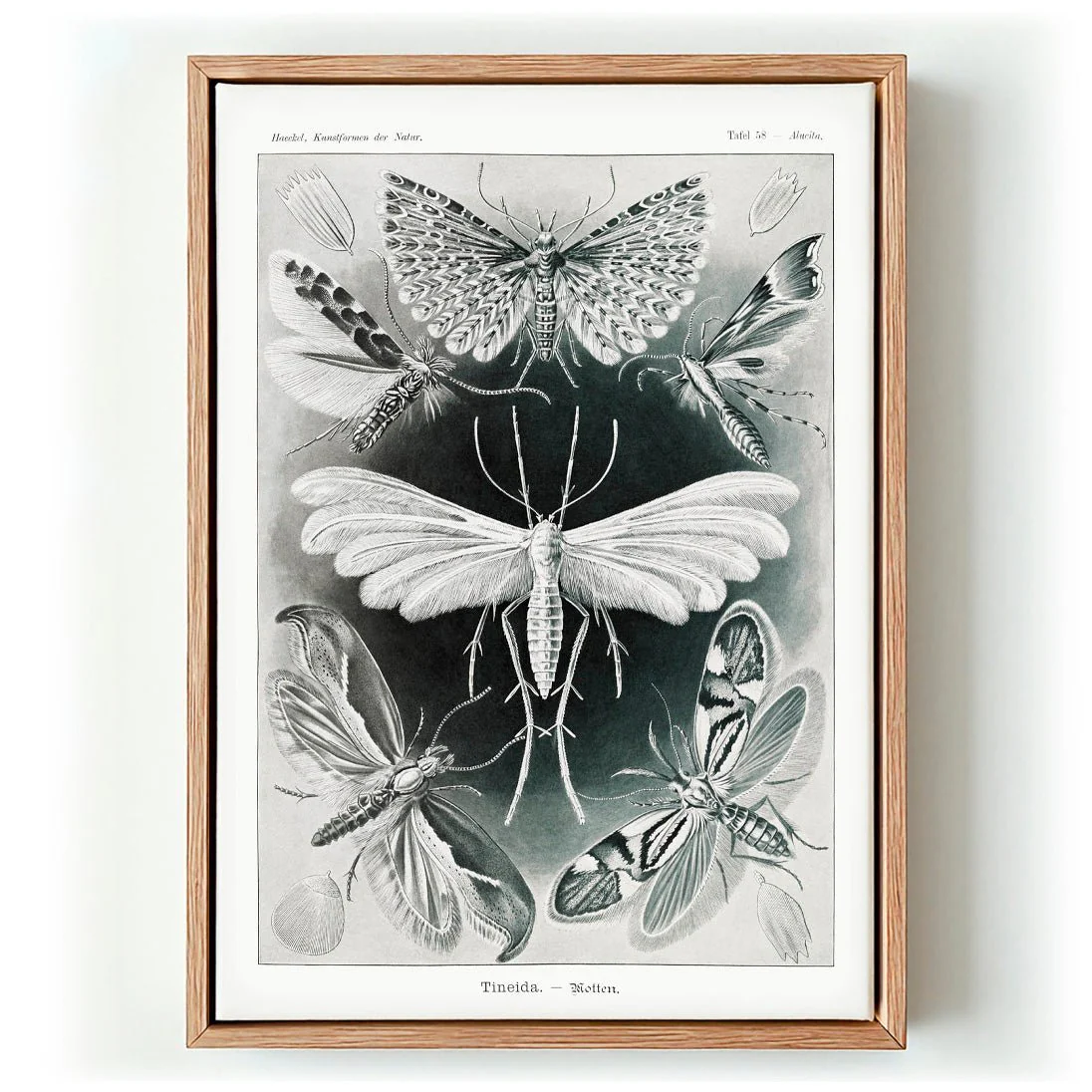 Tineida Moths by Ernst Haeckel