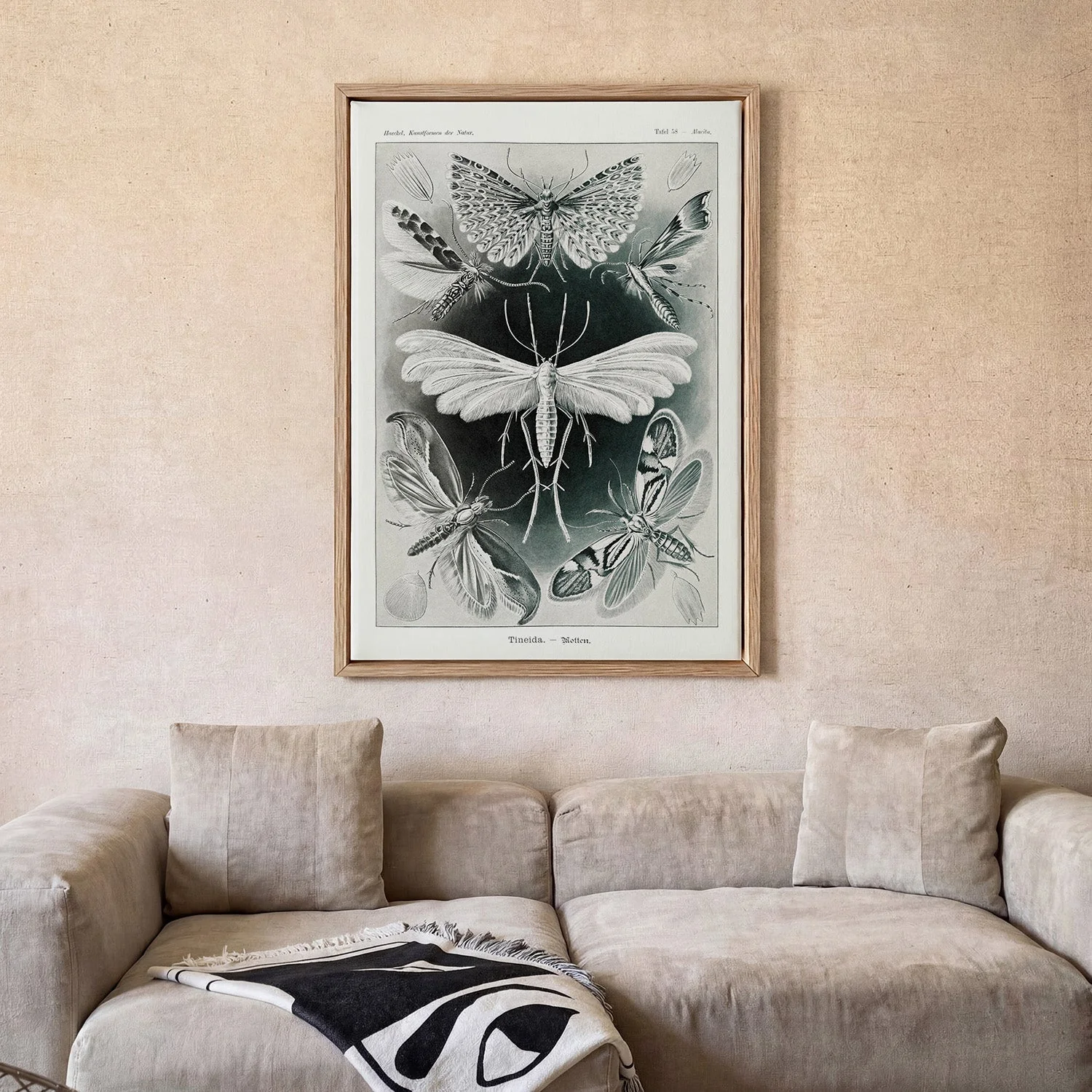 Tineida Moths by Ernst Haeckel - Image 2
