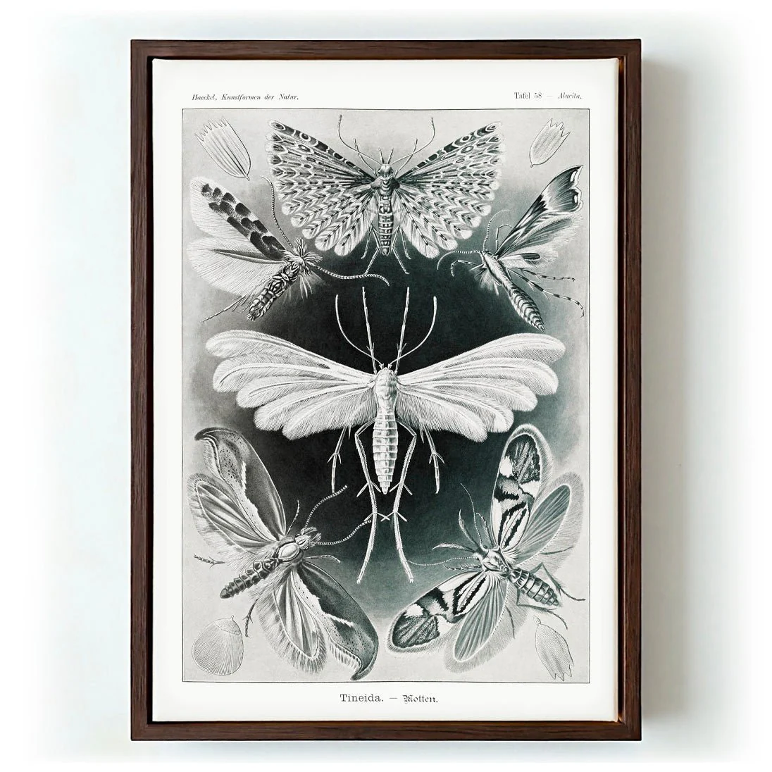 Tineida Moths by Ernst Haeckel - Image 6