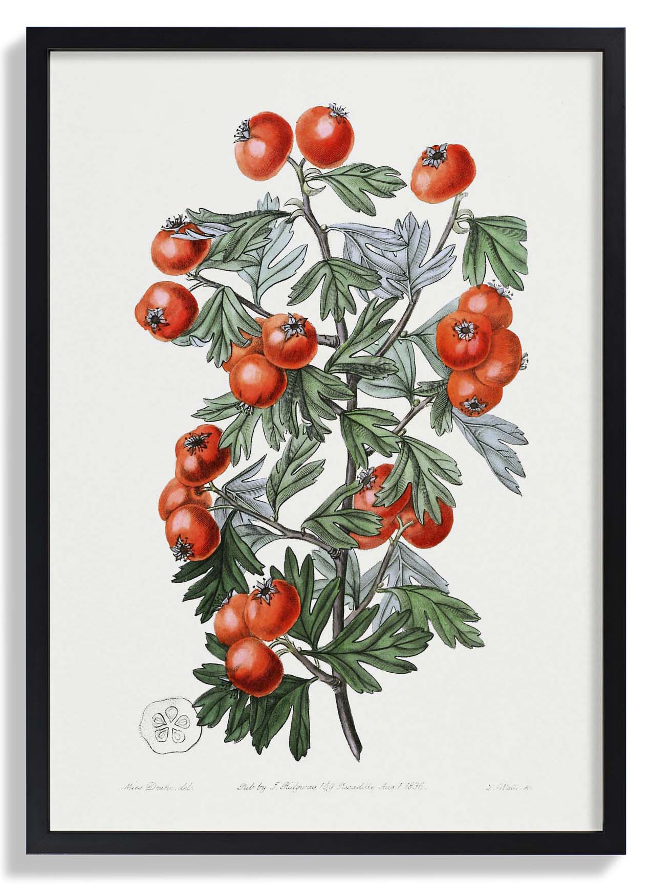 Tomatoes - Image 6