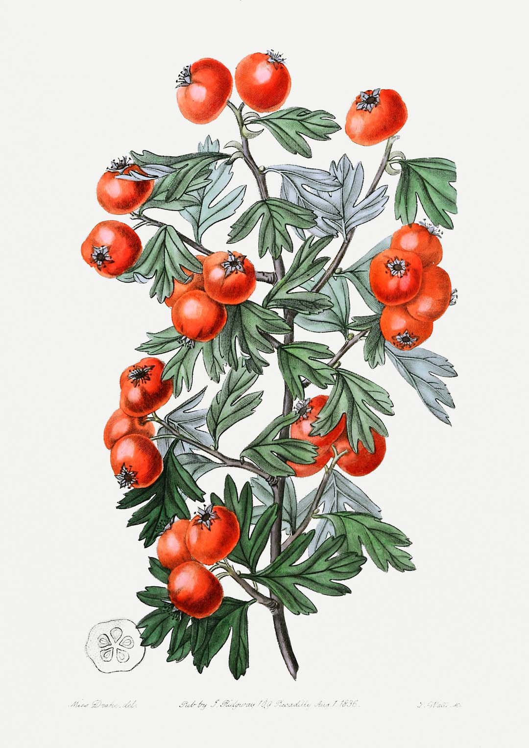 Tomatoes - Image 8