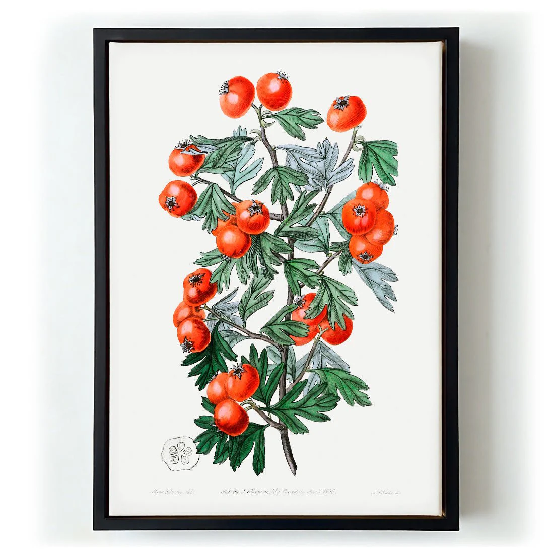 Tomatoes - Image 6