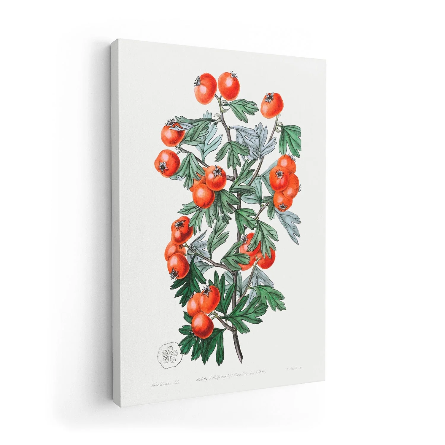 Tomatoes - Image 7