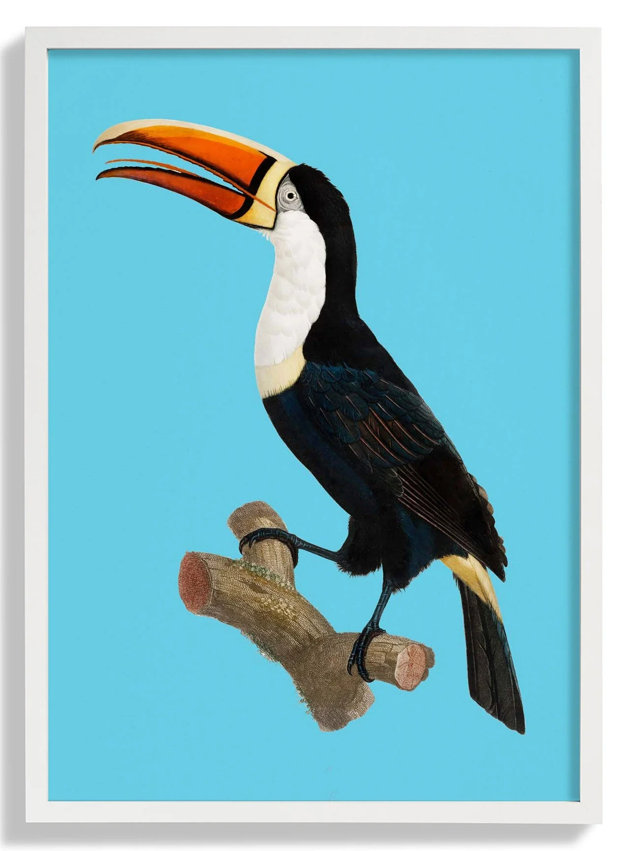 Toucan on Blue Animal Print - Image 5