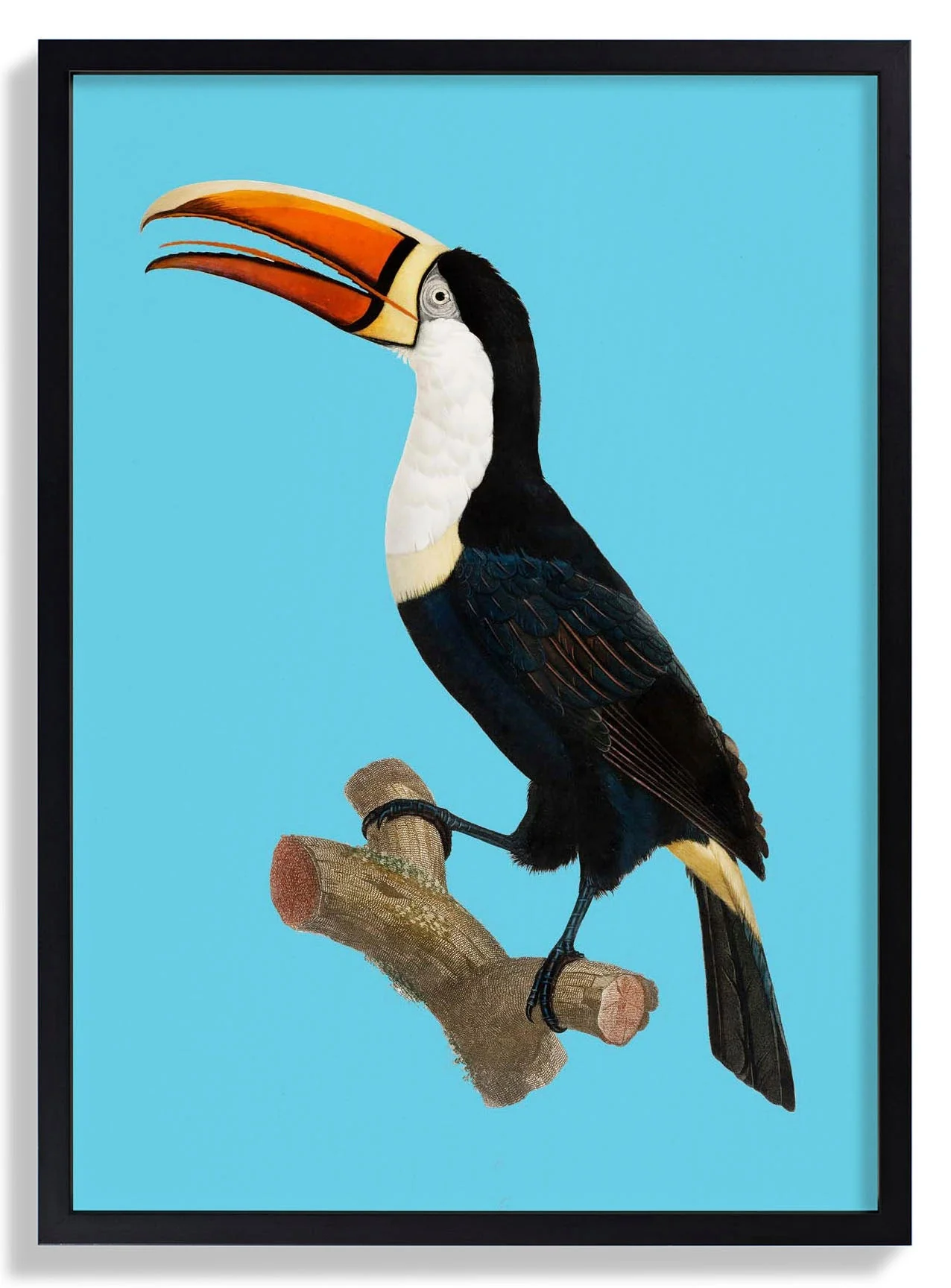 Toucan on Blue Animal Print - Image 6