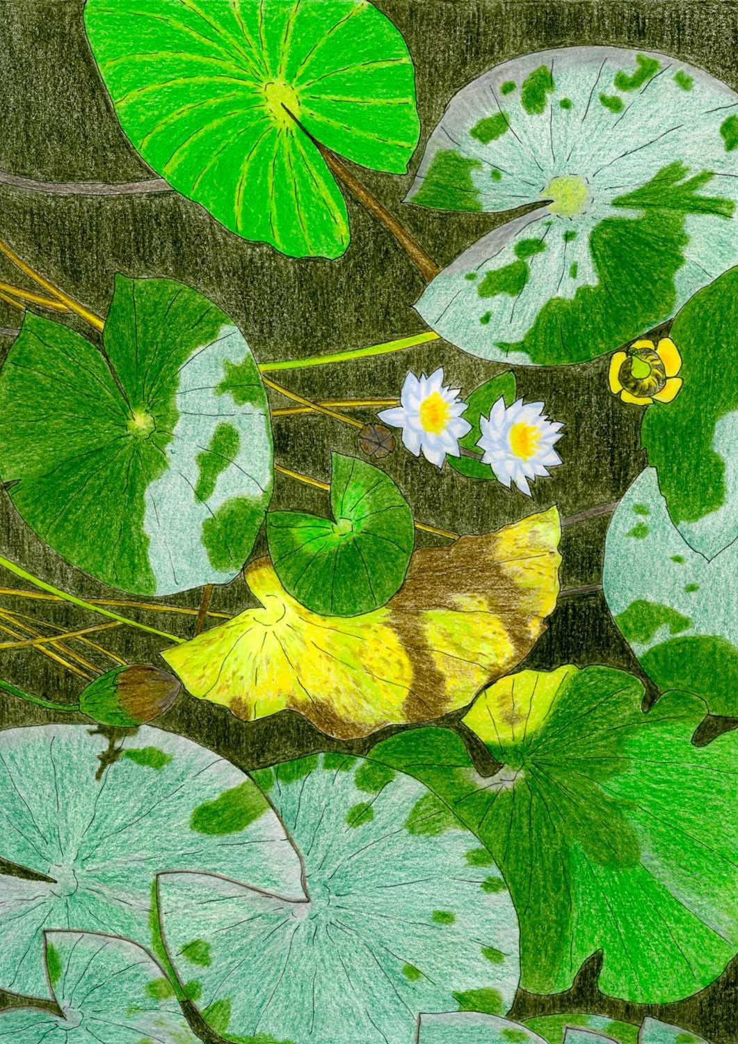 Tranquil Water Lilies by Viktoriia Saunina - Image 7