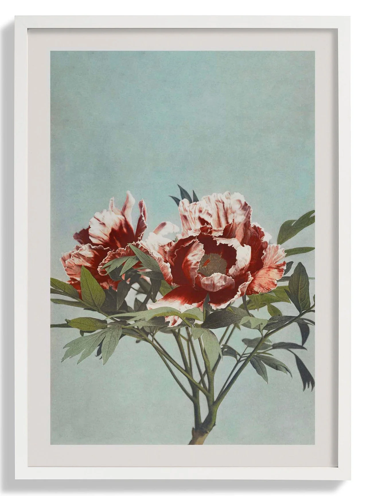 Tree Red Peony by Ogawa Kazumasa - Image 4