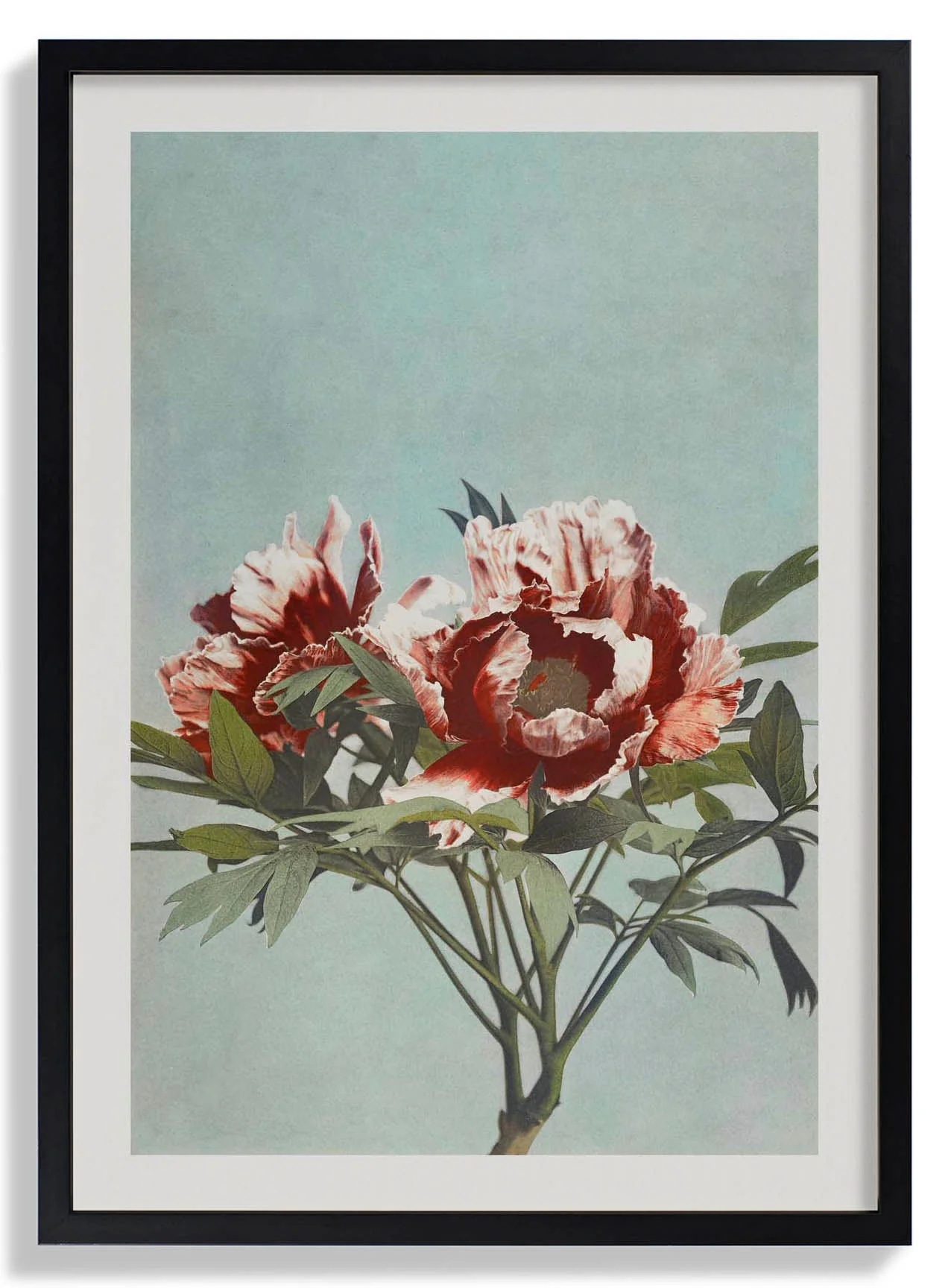 Tree Red Peony by Ogawa Kazumasa - Image 5
