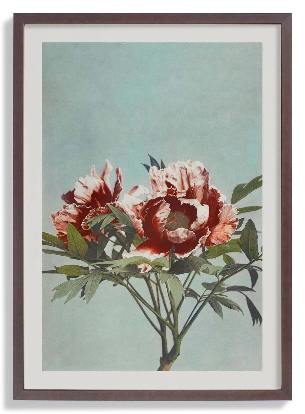 Tree Red Peony by Ogawa Kazumasa - Image 6