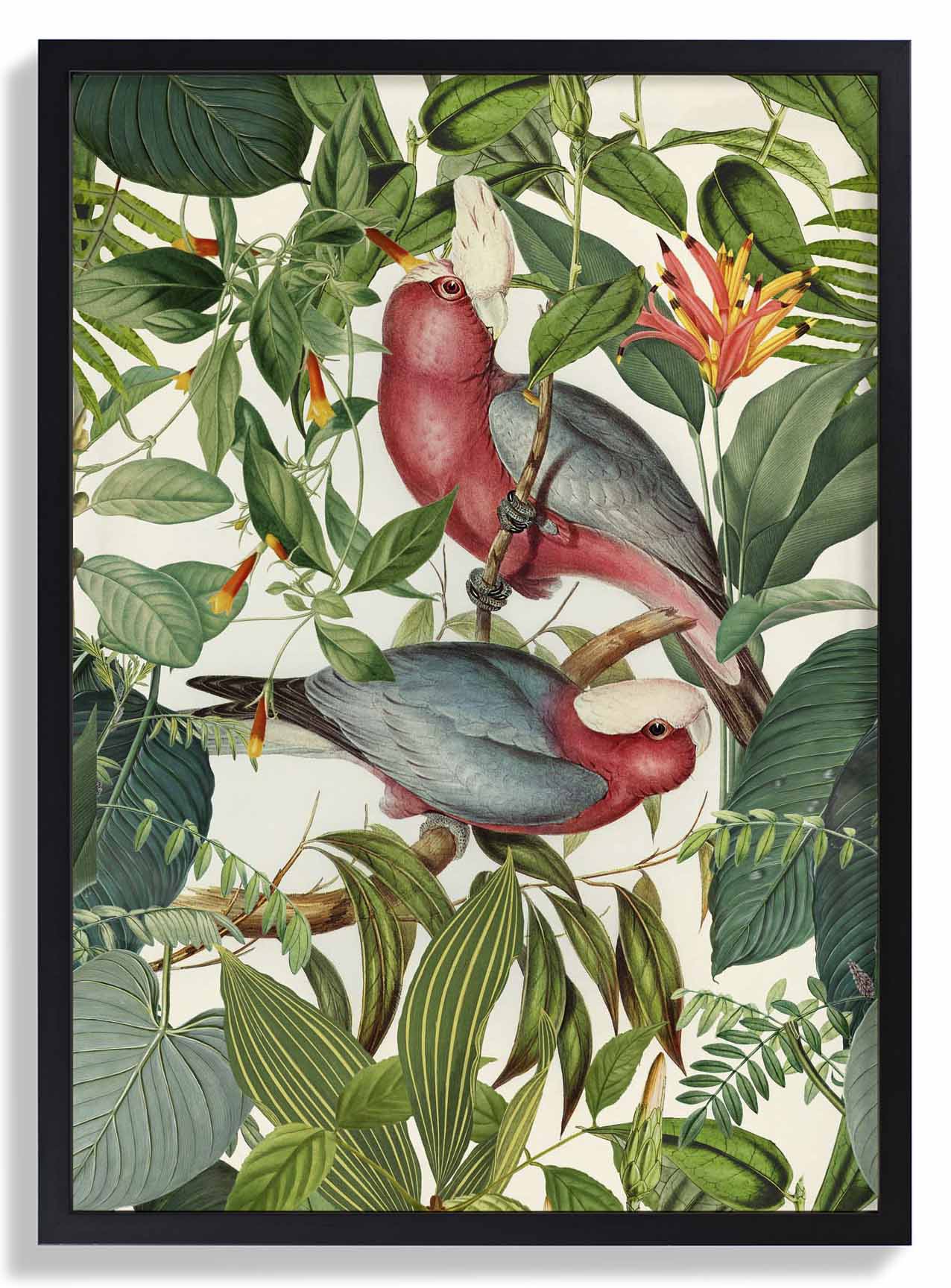 Tropical Parakeets by Andrea Haase - Image 6