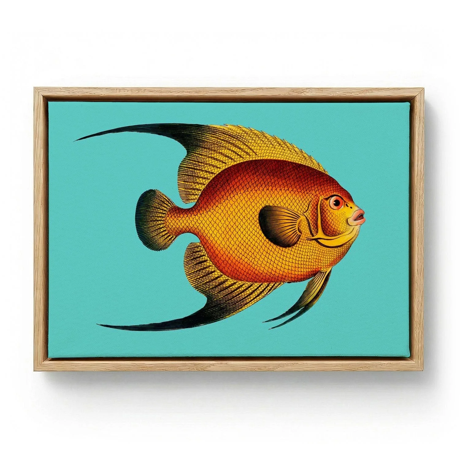 Turquoise Fish