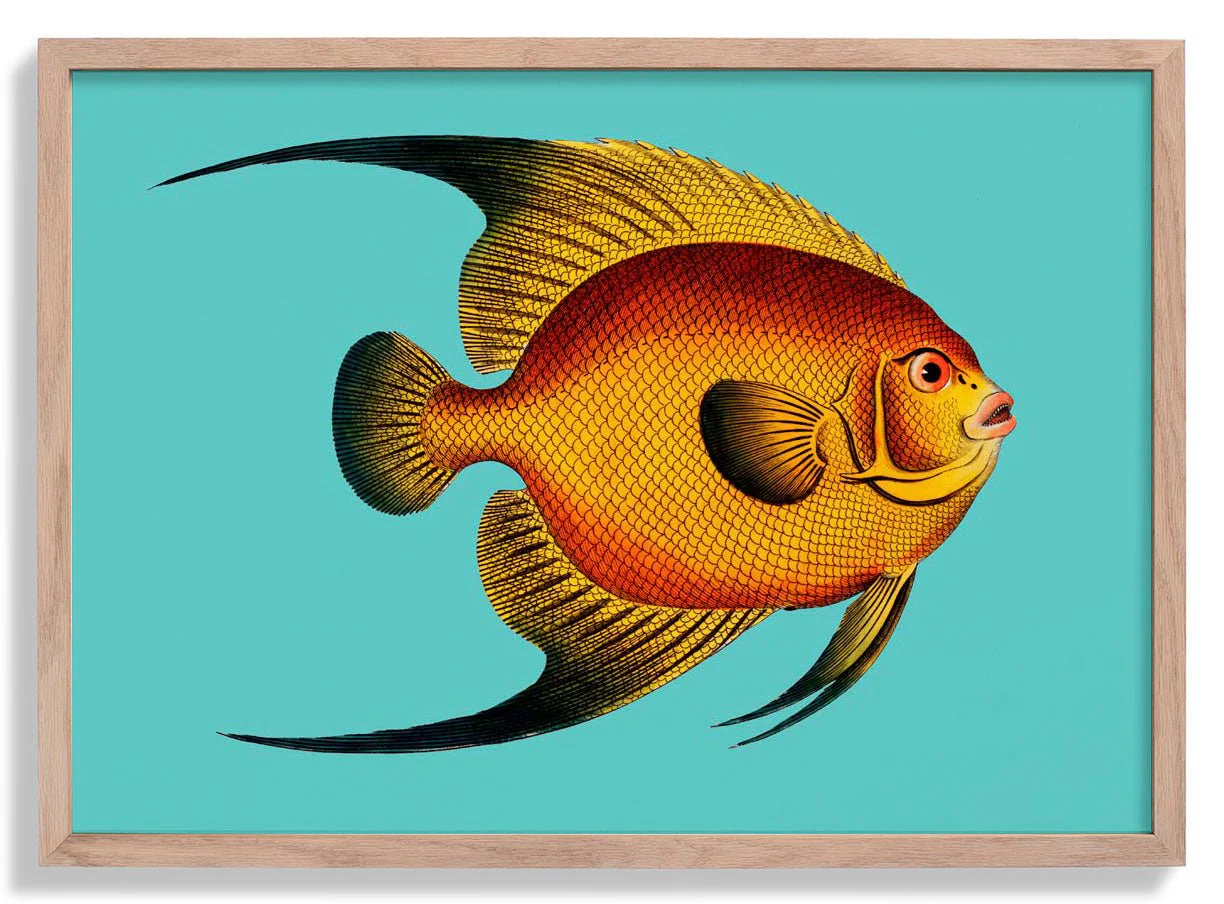 Turquoise Fish
