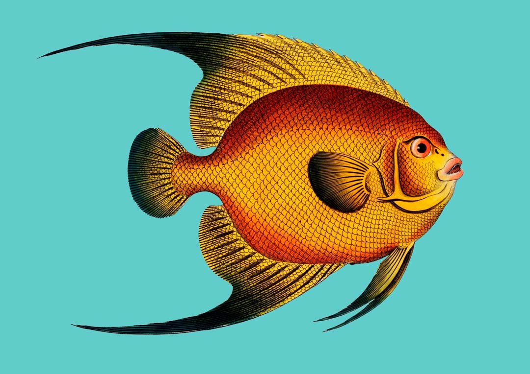 Turquoise Fish - Image 8