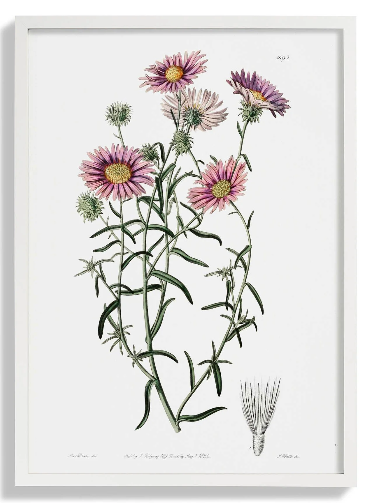 Vintage Hoary Flower - Image 5