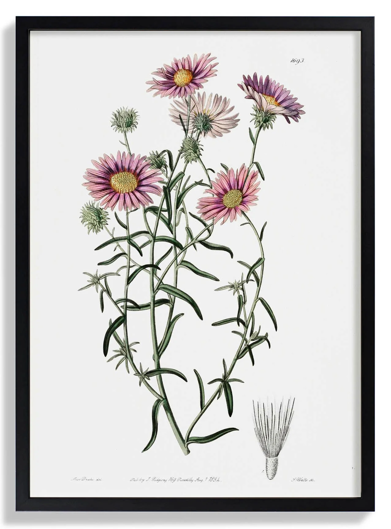 Vintage Hoary Flower - Image 6
